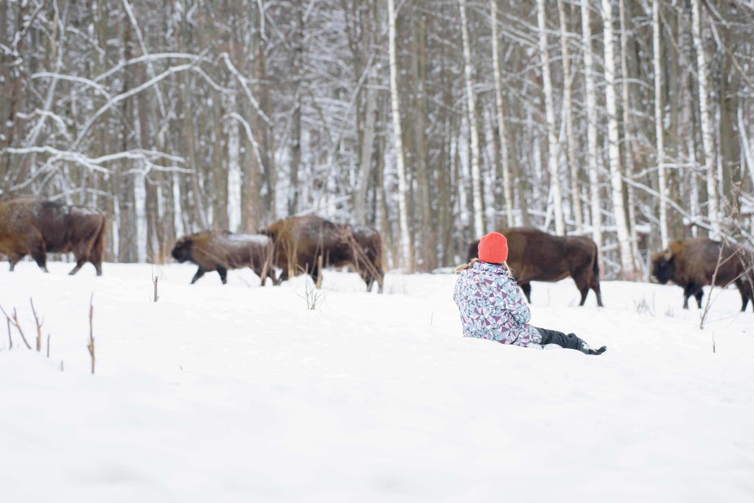 фототуры, фототур, экспедиция, животные, приключение, путешествие, поездка, туры выходного дня, туры по России, фототуры по России, дикая природа, зубры, Калужские засеки