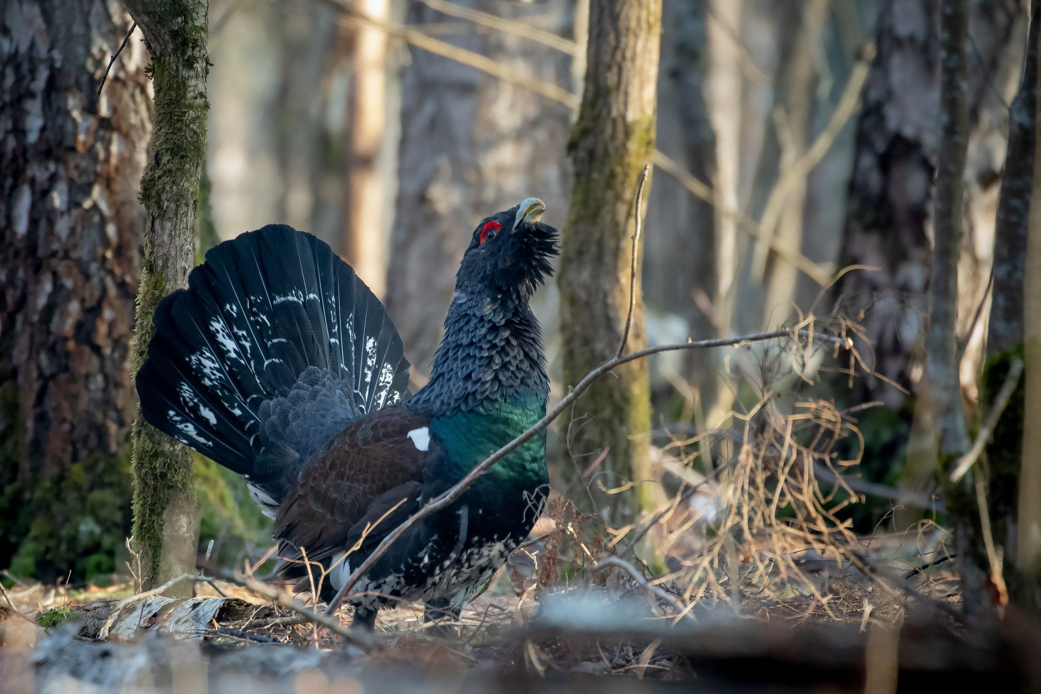 Фототур на глухарей — съемка весеннего тока в дикой природе. Wildlife Ride — организация фототуров и экспедиций