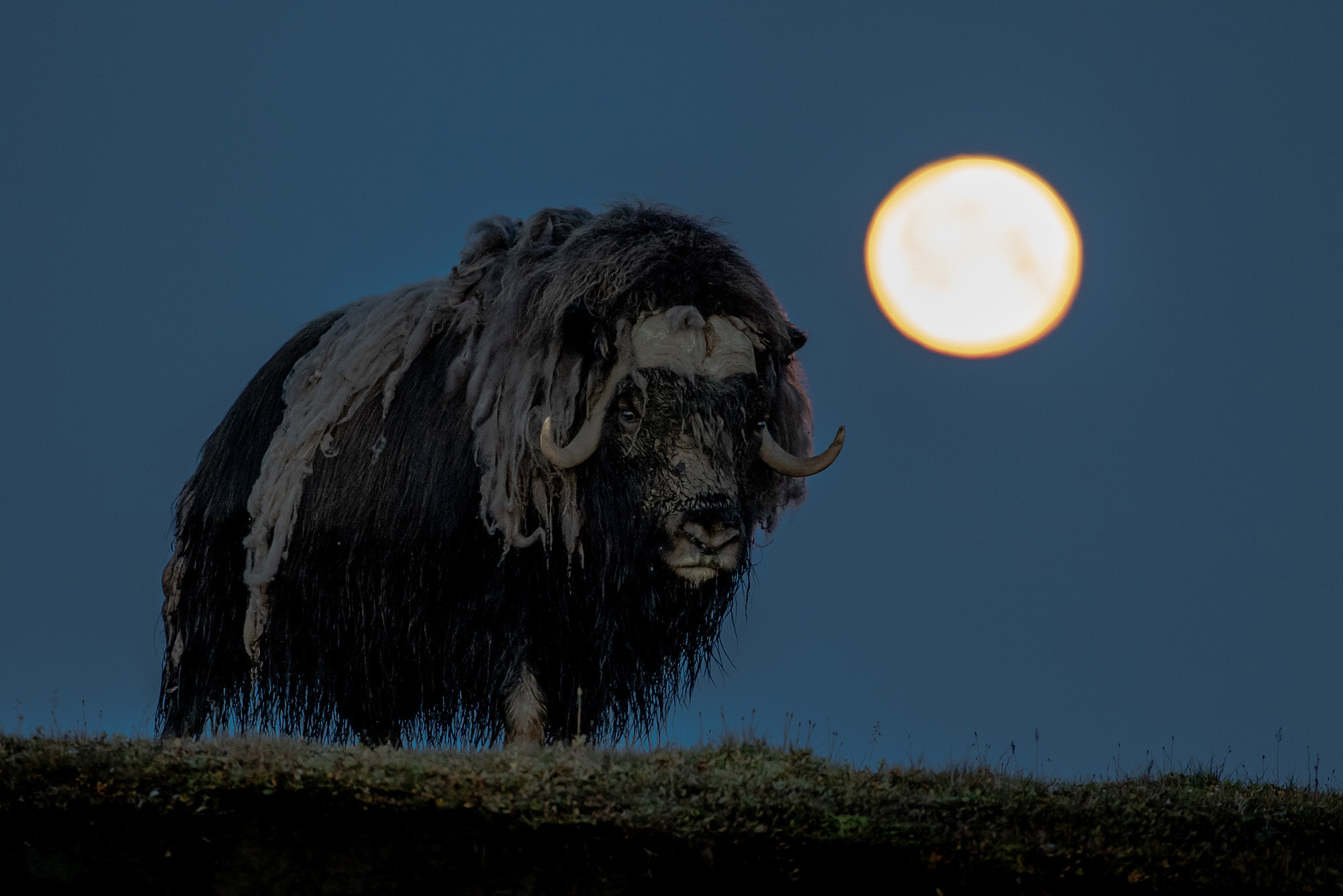 фототуры, фототур, экспедиция, животные, приключение, путешествие, поездка, животные арктики, Арктика, песец, туры по России, фототуры по России, Arctic, Arctic fox, дикая природа, Таймыр, Путорана, Анабар, морж, белый медведь, овцебык