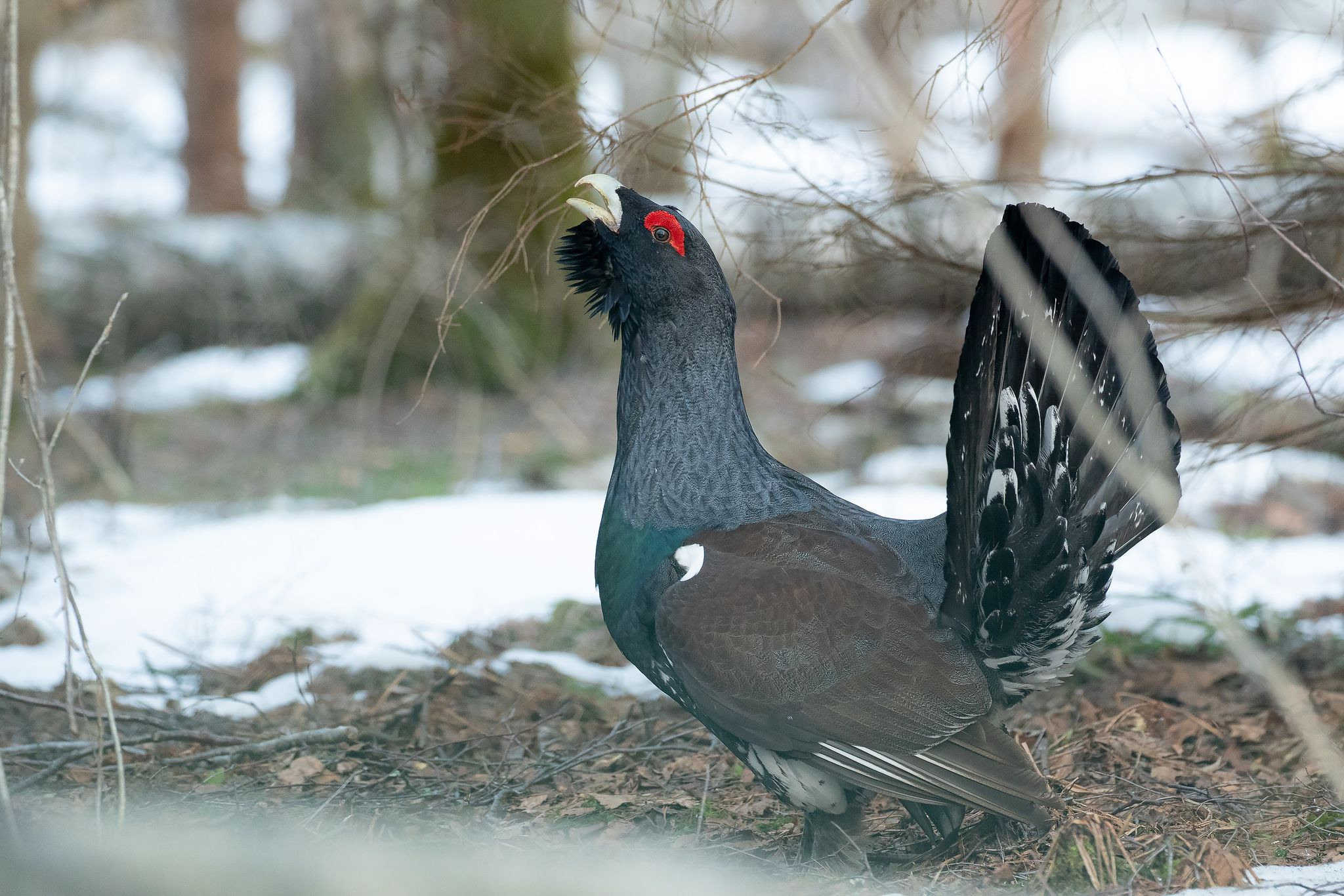 Фототур на глухарей — съемка весеннего тока в дикой природе. Wildlife Ride — организация фототуров и экспедиций
