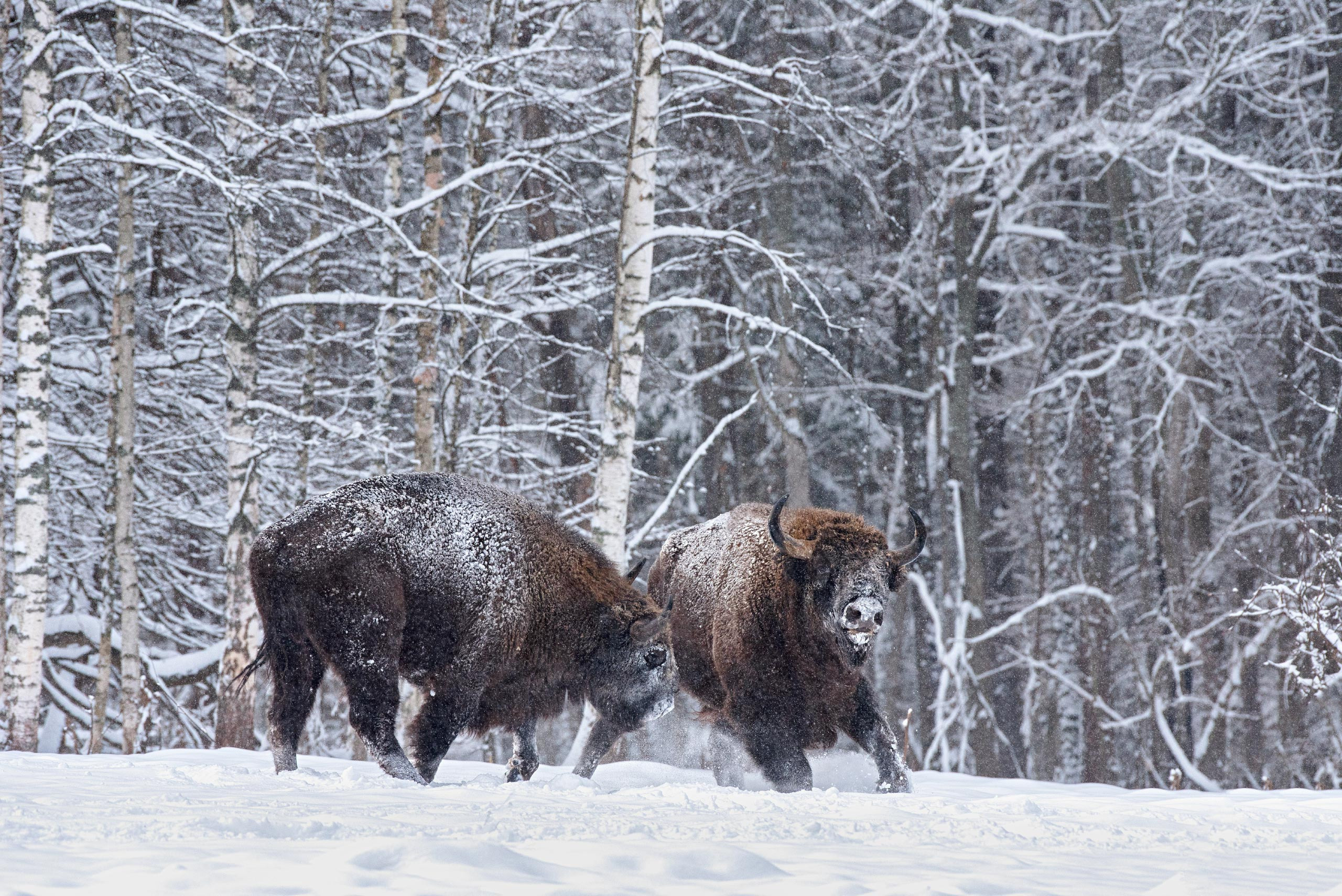 фототуры, фототур, экспедиция, животные, приключение, путешествие, поездка, туры выходного дня, туры по России, фототуры по России, дикая природа, зубры, Калужские засеки
