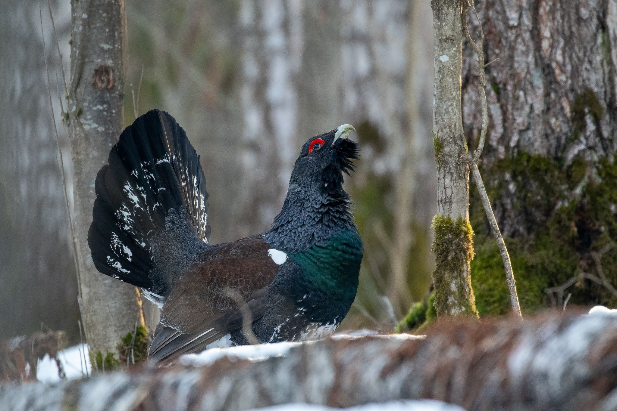 Фототур на глухарей — съемка весеннего тока в дикой природе. Wildlife Ride — организация фототуров и экспедиций
