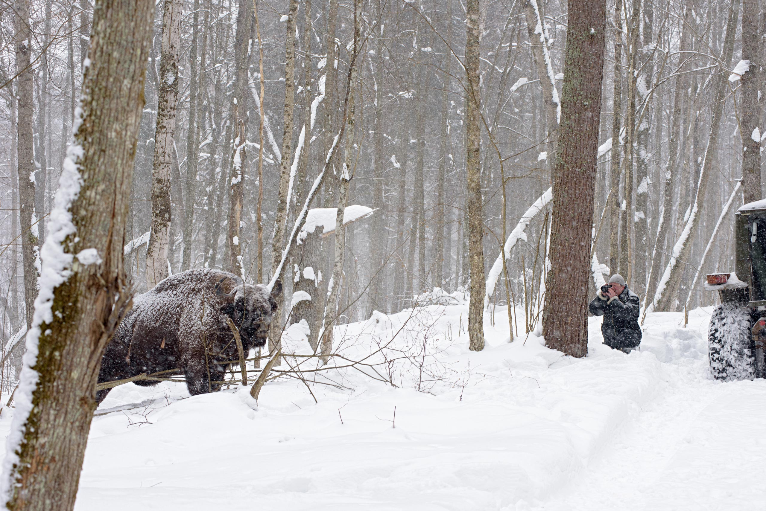 фототуры, фототур, экспедиция, животные, приключение, путешествие, поездка, туры выходного дня, туры по России, фототуры по России, дикая природа, зубры, Калужские засеки