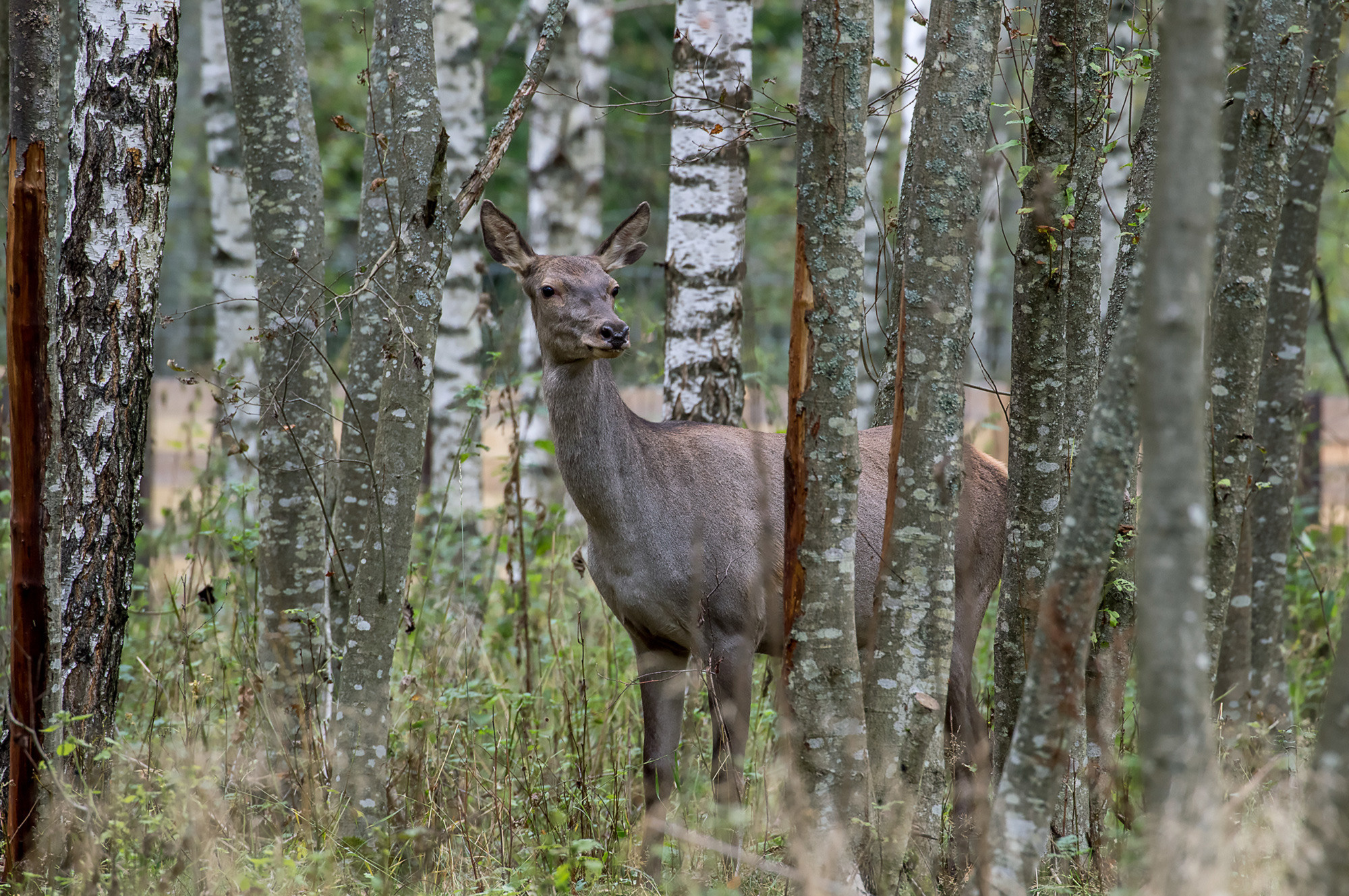 Олень осенью. Wildlife Ride — организация фототуров и экспедиций