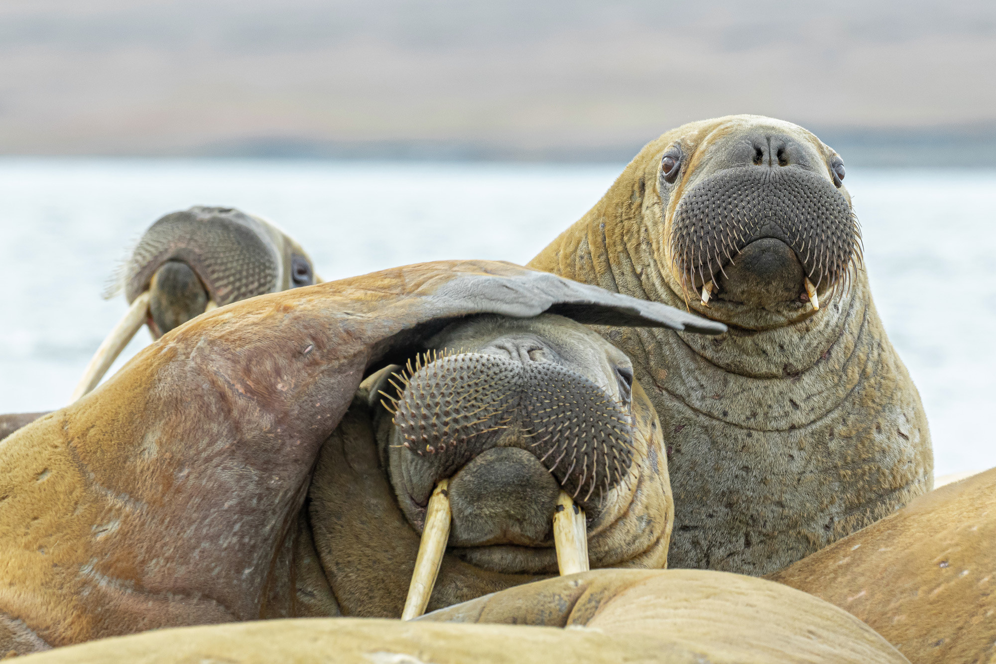 фототуры, фототур, экспедиция, животные, приключение, путешествие, поездка, животные арктики, Арктика, песец, туры по России, фототуры по России, Arctic, Arctic fox, дикая природа, Таймыр, Путорана, Анабар, морж, белый медведь