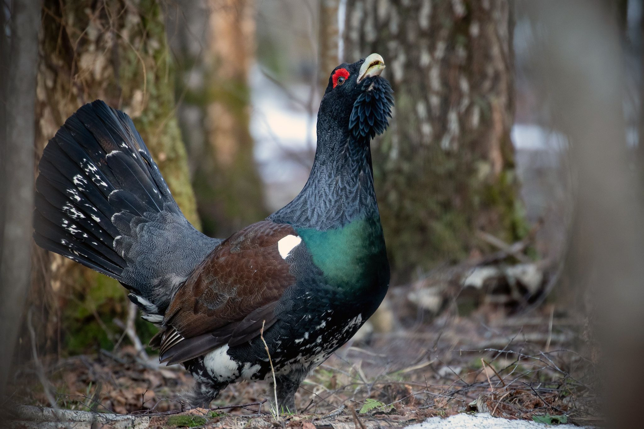 Фототур на глухарей — съемка весеннего тока в дикой природе. Wildlife Ride — организация фототуров и экспедиций