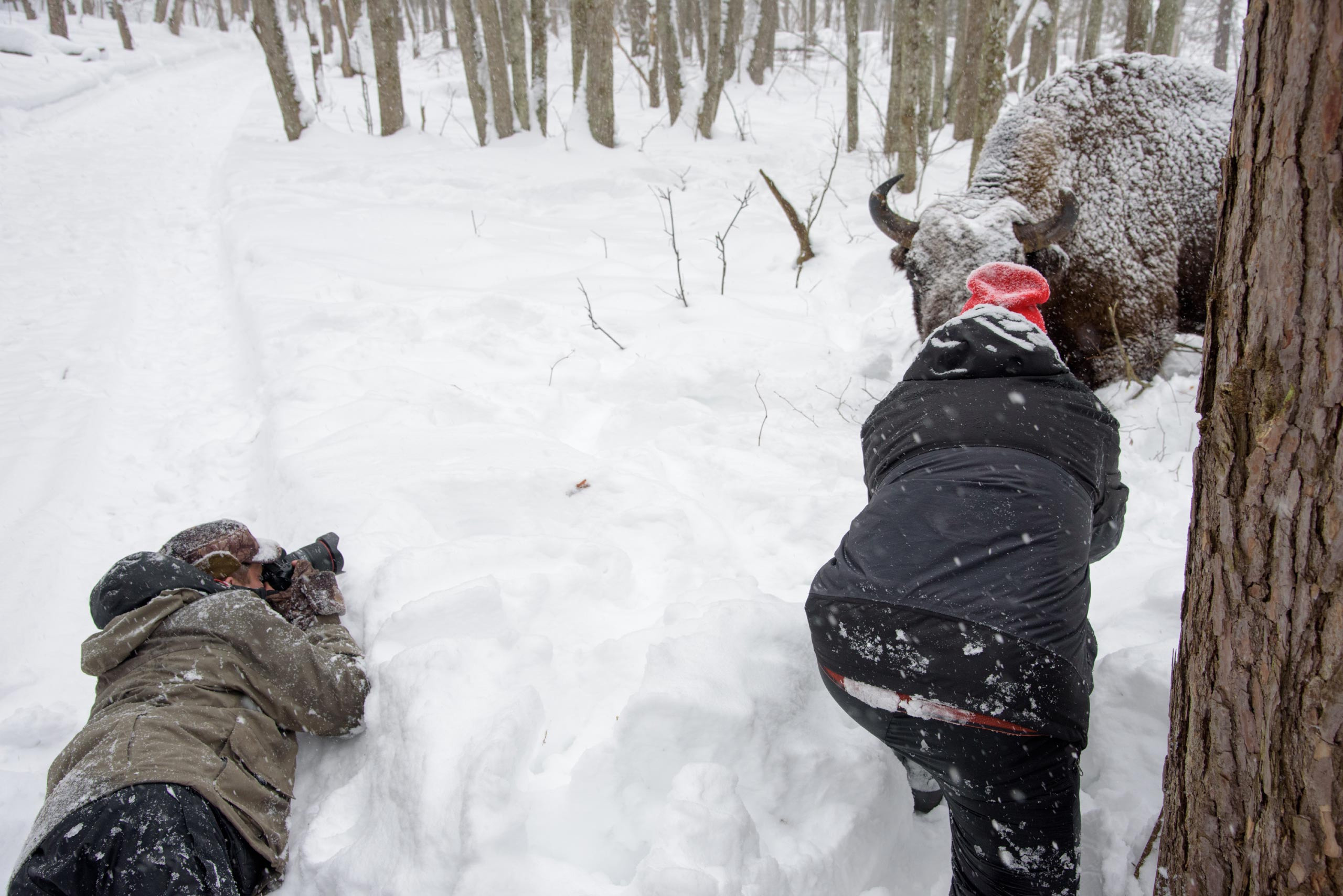 фототуры, фототур, экспедиция, животные, приключение, путешествие, поездка, туры выходного дня, туры по России, фототуры по России, дикая природа, зубры, Калужские засеки