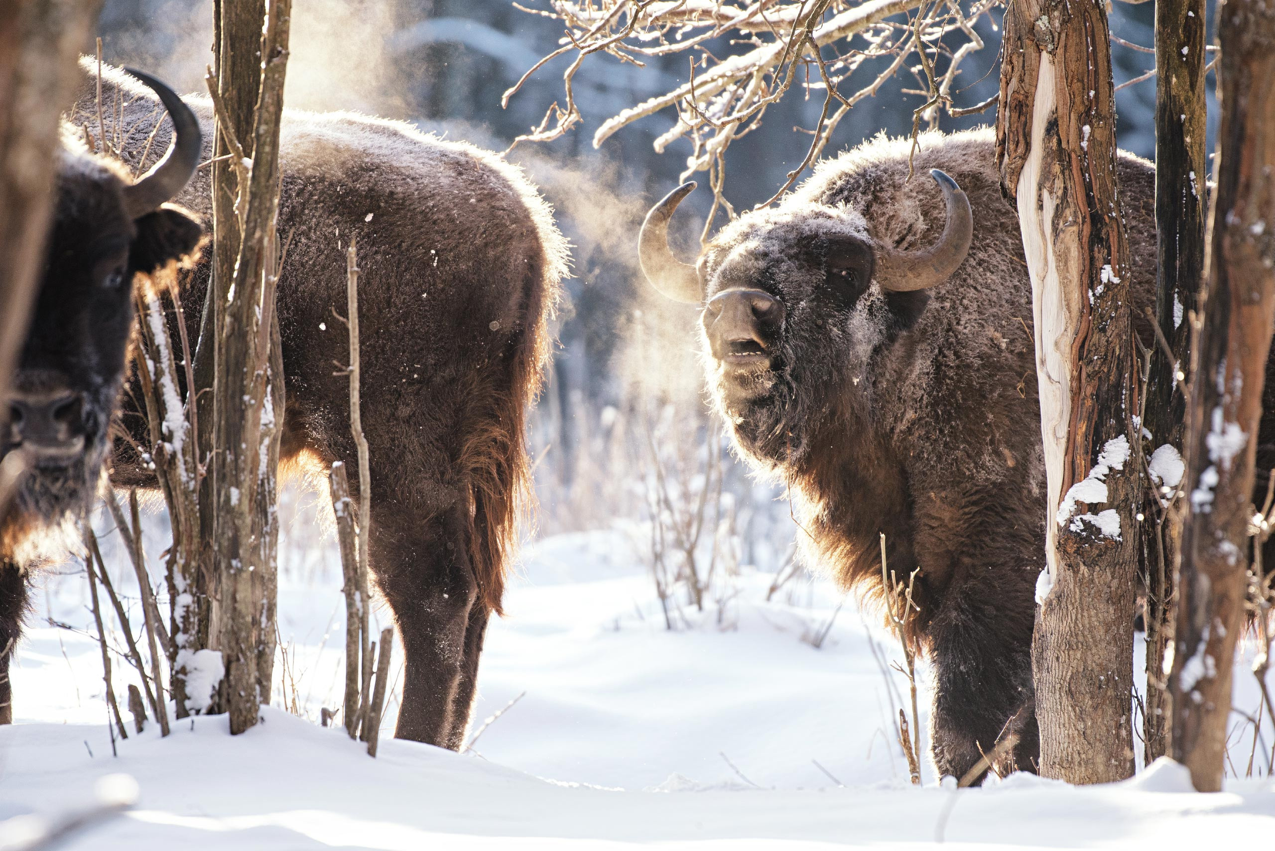 фототуры, фототур, экспедиция, животные, приключение, путешествие, поездка, туры выходного дня, туры по России, фототуры по России, дикая природа, зубры, Калужские засеки