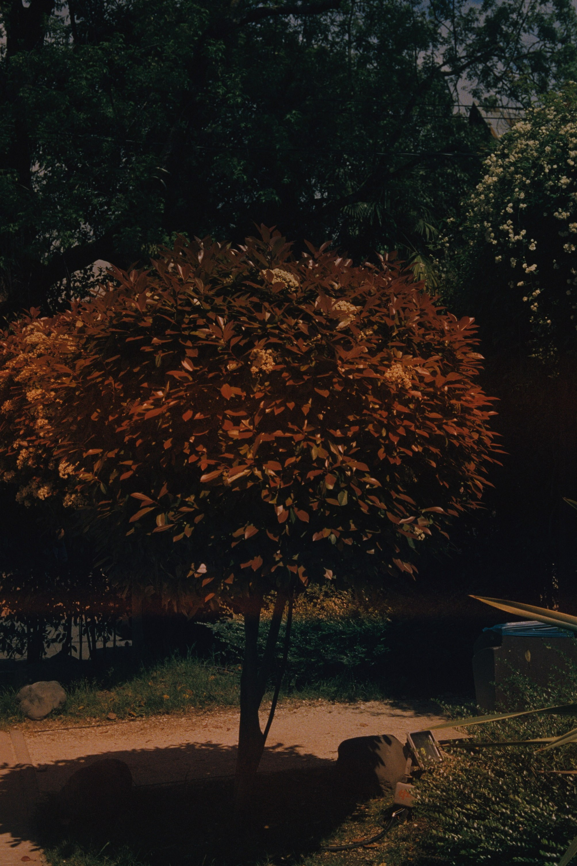 Abkhazia \ may 2023 \ film. Коммерческий Фотограф Виктор Фоменых