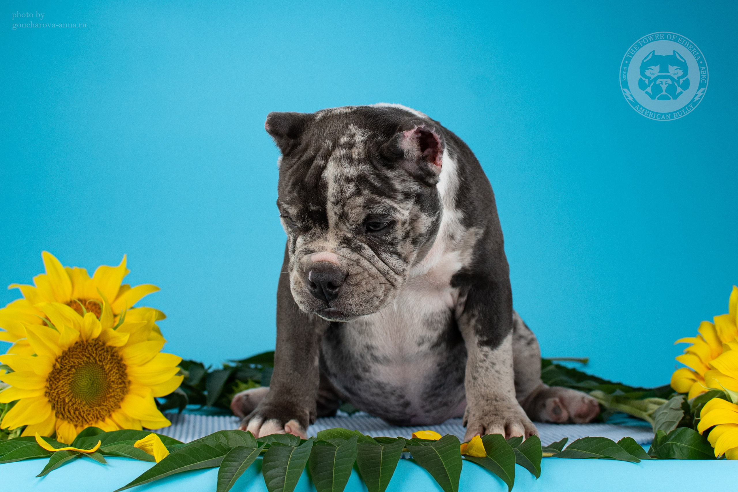 купить щенка в официальном питомнике Американских Булли в Уфе