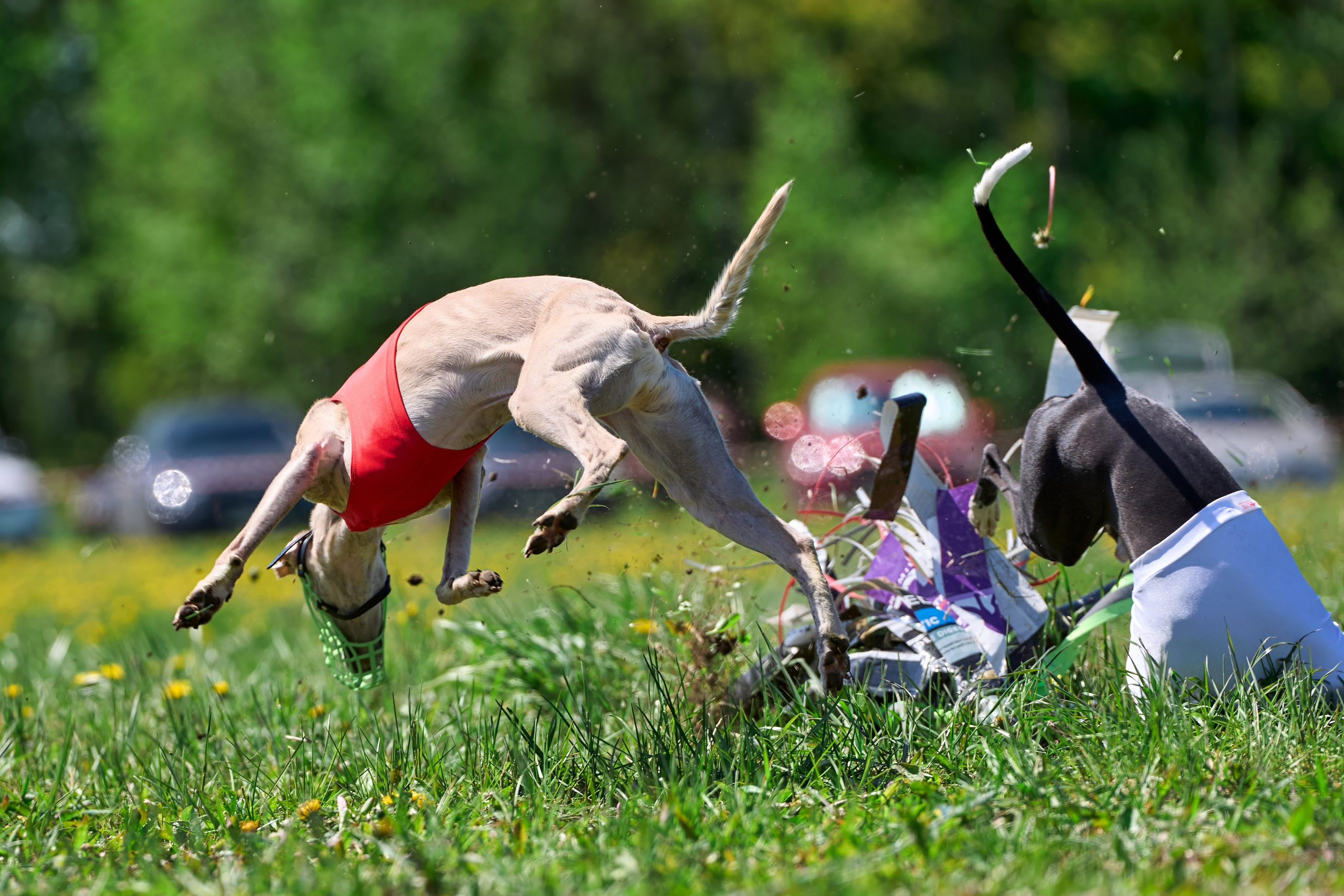 Квалификация по курсингу Донино. Фотограф-анималист Михаил Манухин