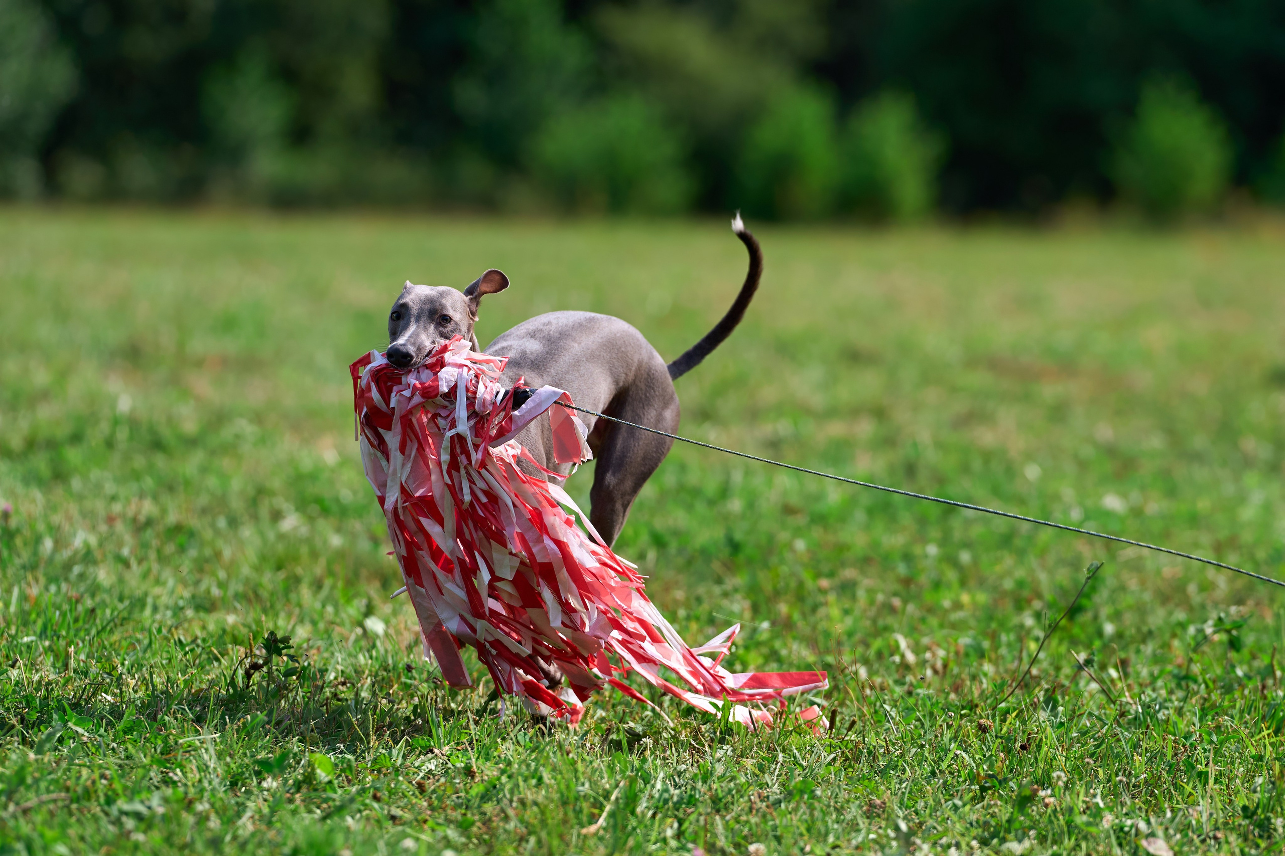 Тренировка в Донино. Фотограф-анималист Михаил Манухин
