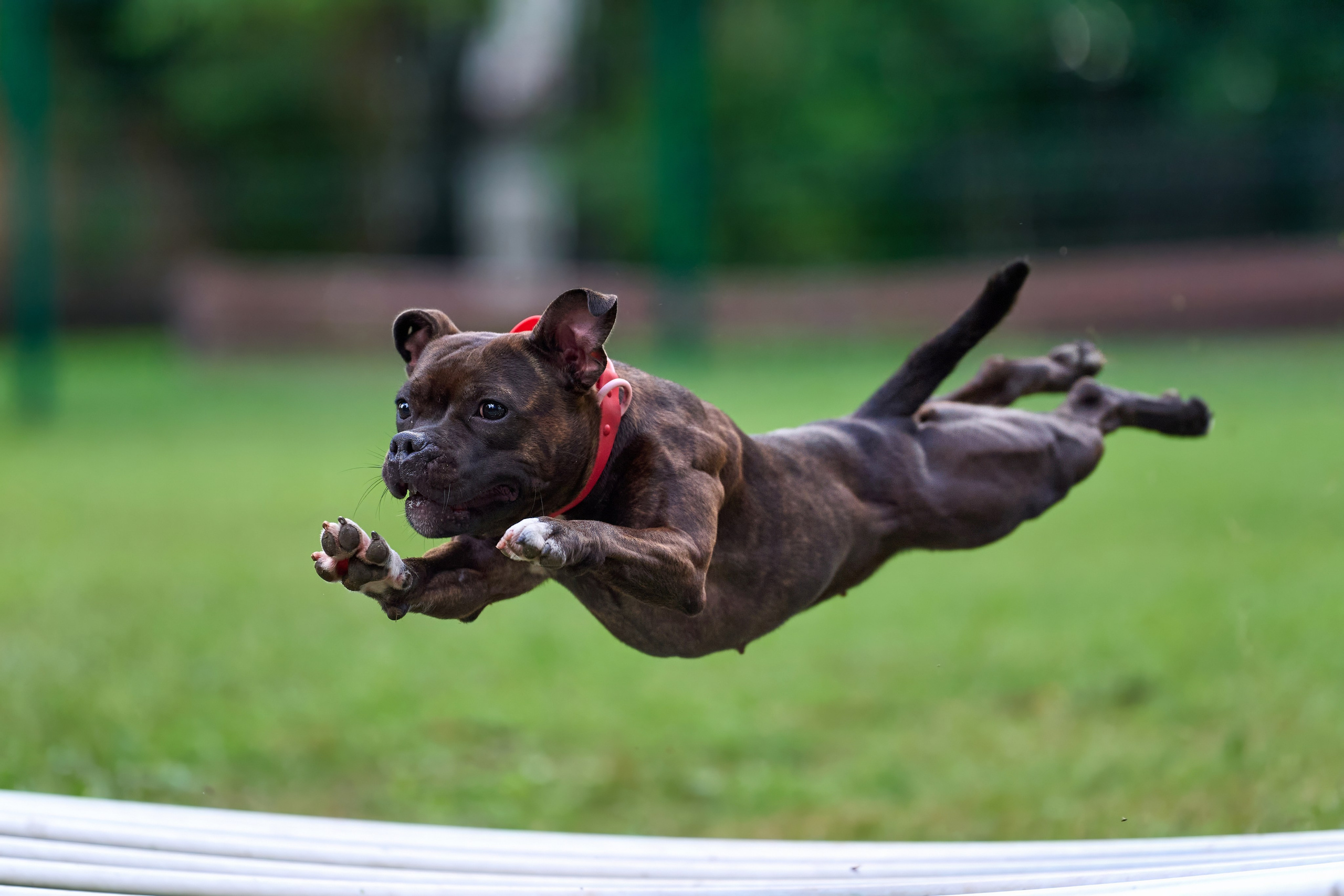 Jump'n'Gym JUMP! — 2024. Фотограф-анималист Михаил Манухин