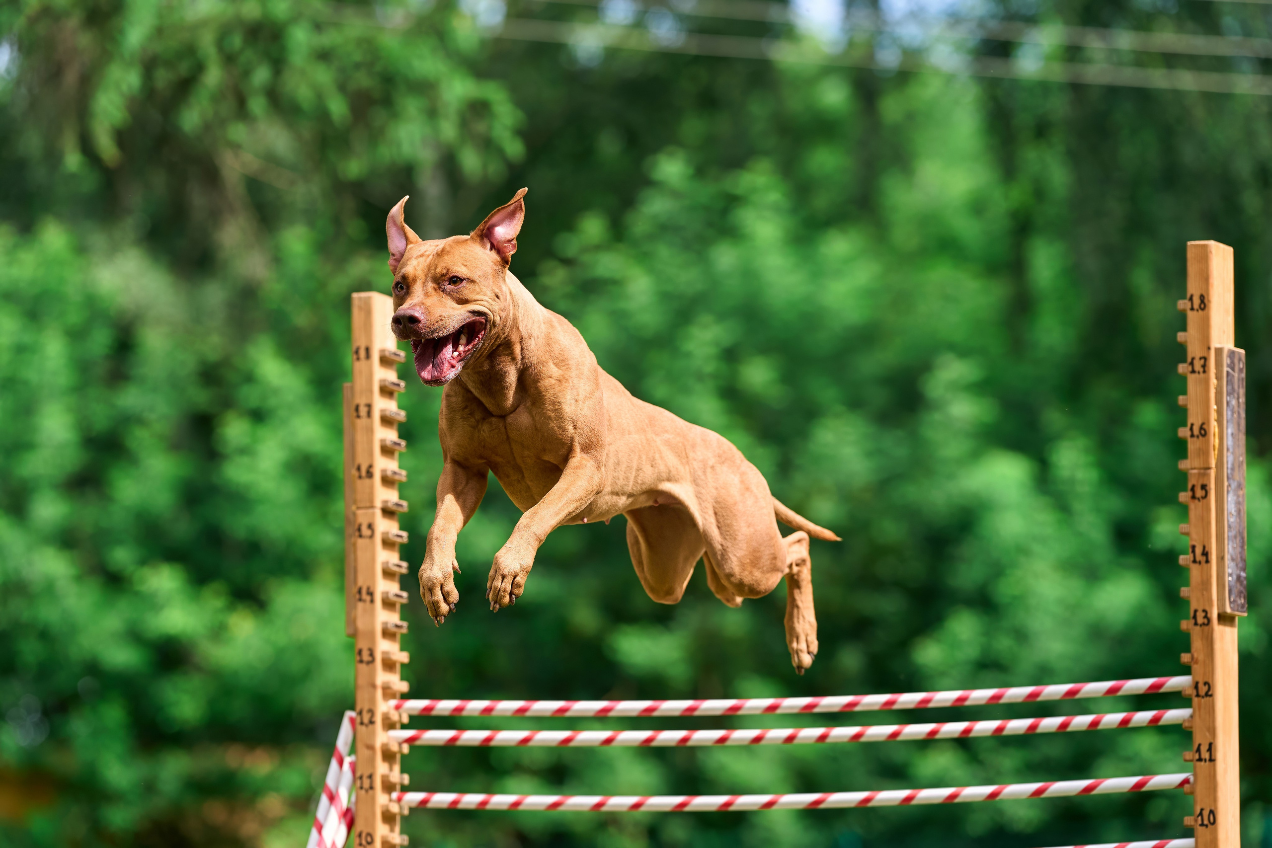 Двухдневные соревнования «Jump'n'Gym Fest — 2024». Фотограф-анималист Михаил Манухин