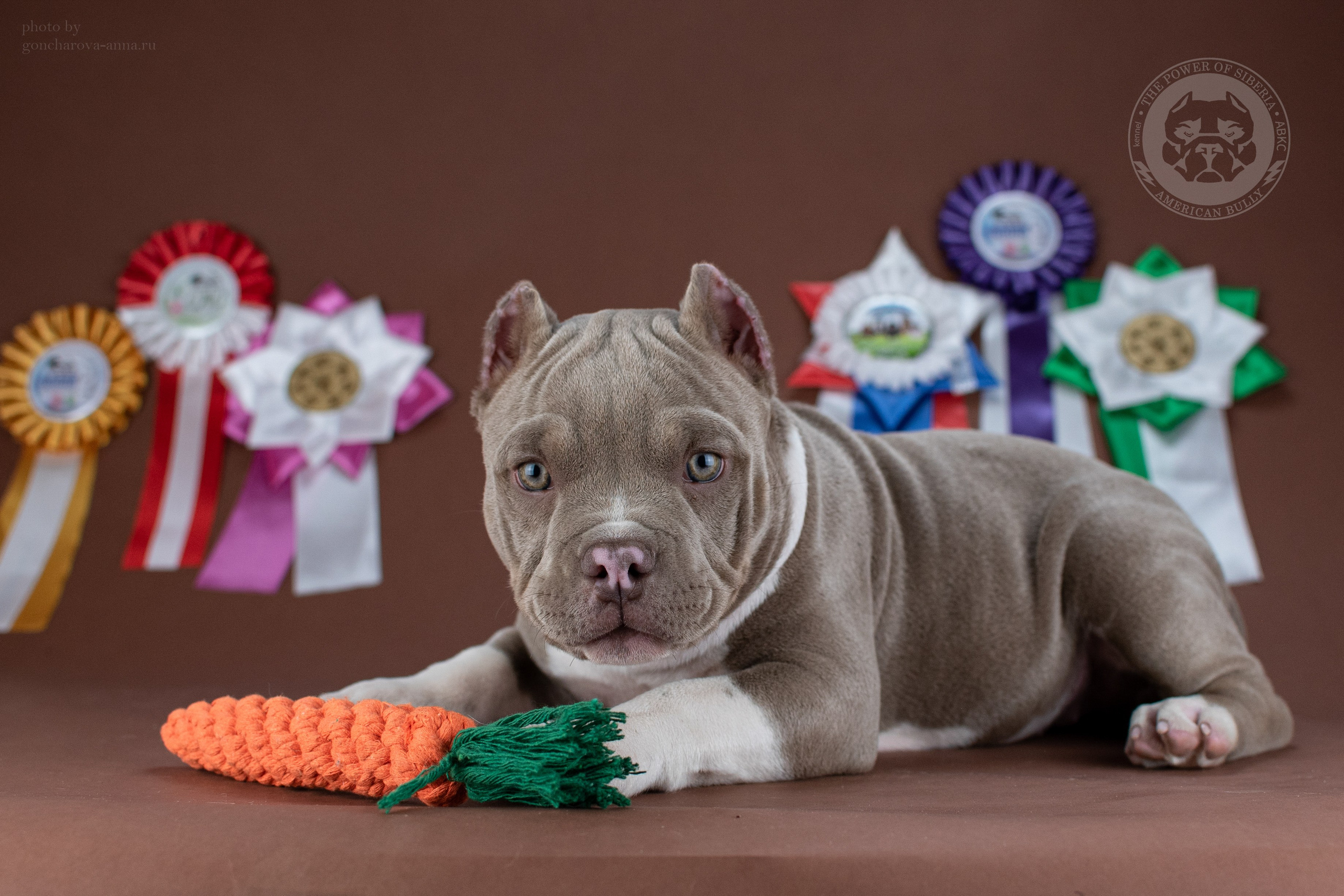 официальный питомник American Bully в Москве