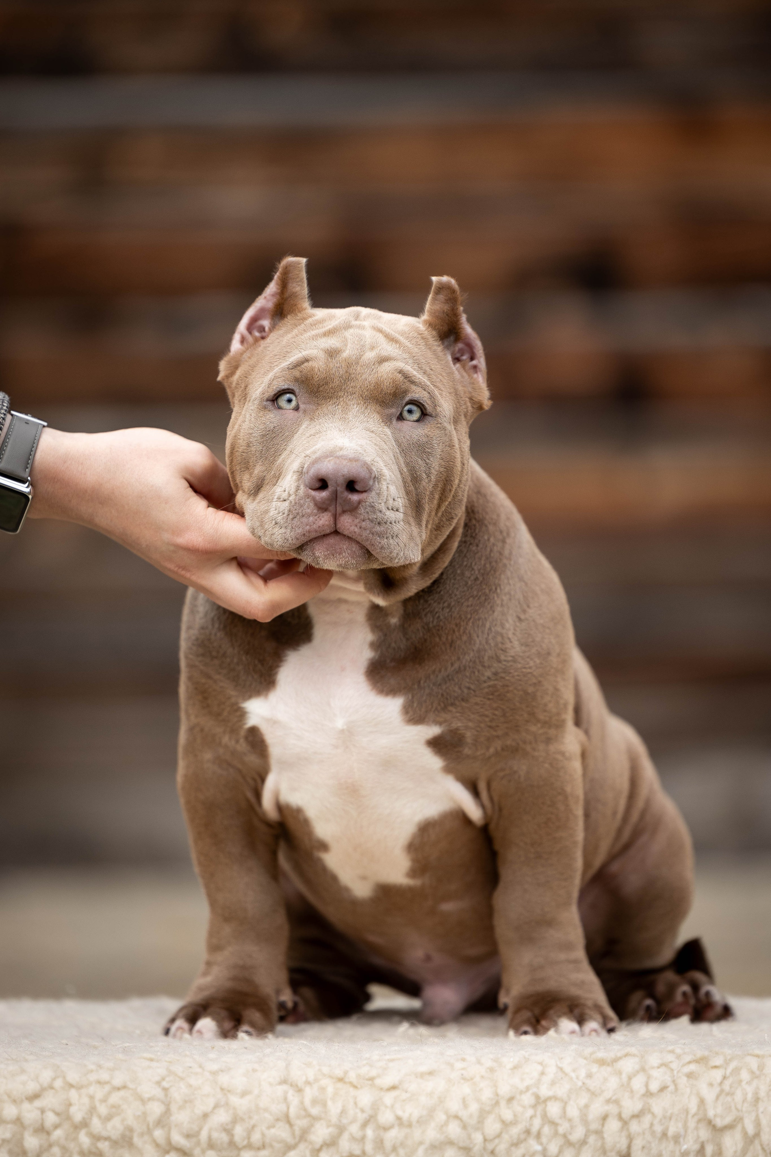 Фотограф Анималист в Перми Анастасия Остерман