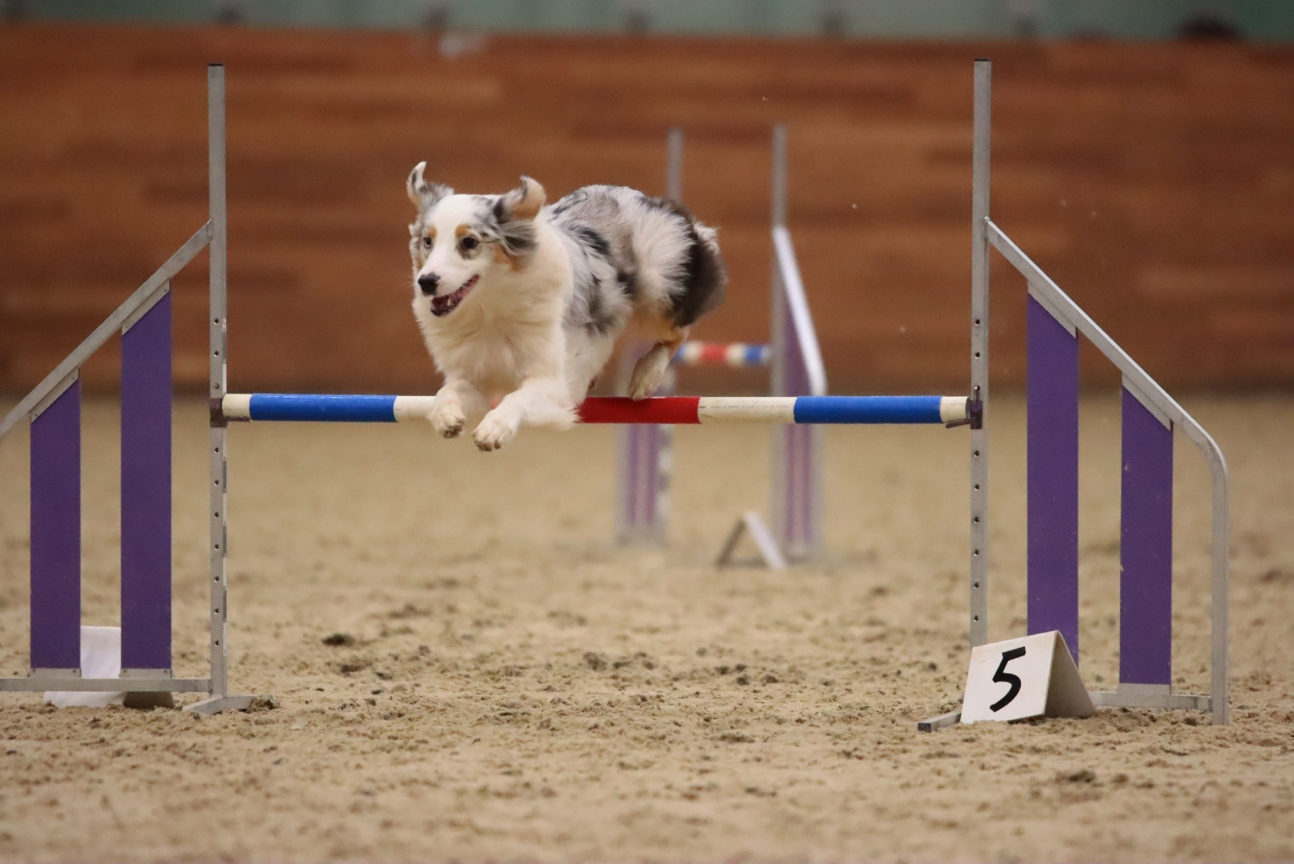 Кайса. BLGKV питомник собак