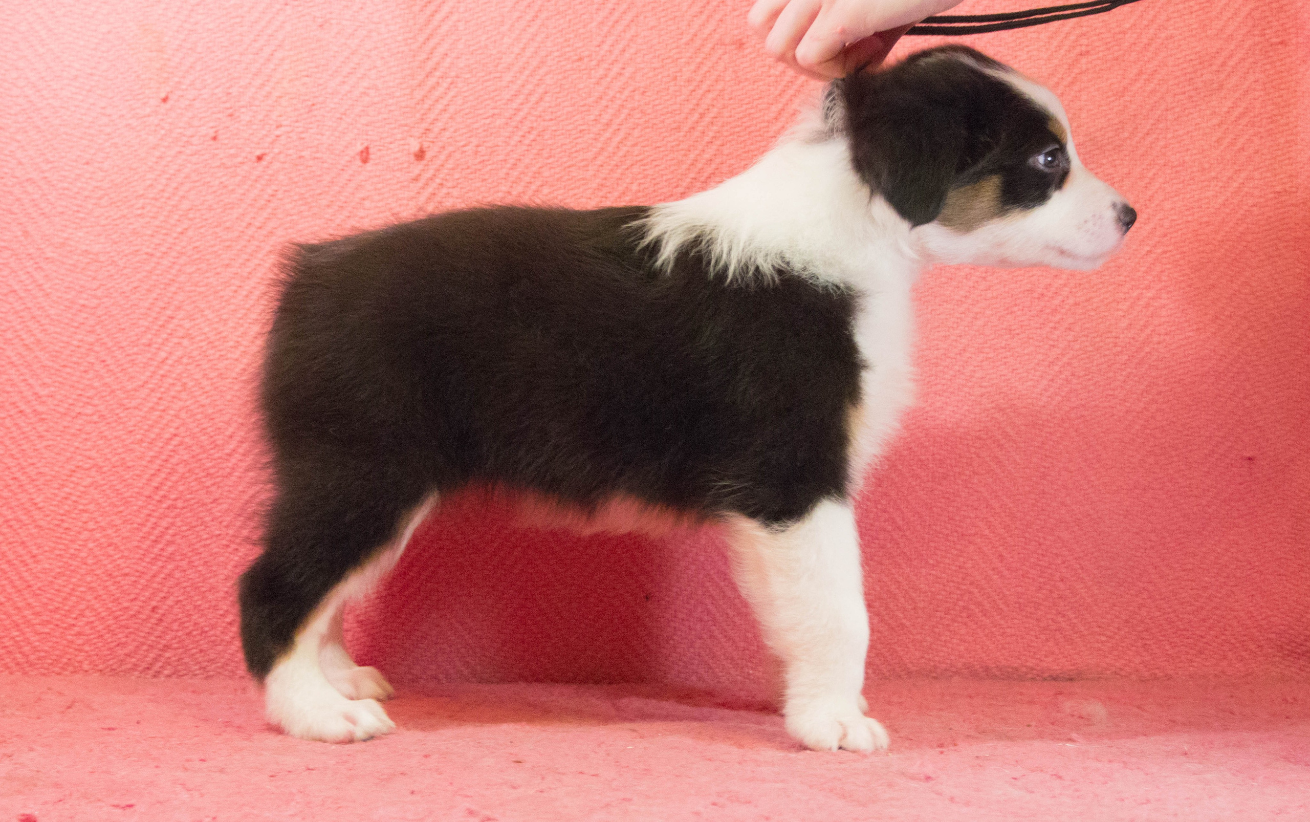 Ива. BLGKV питомник собак