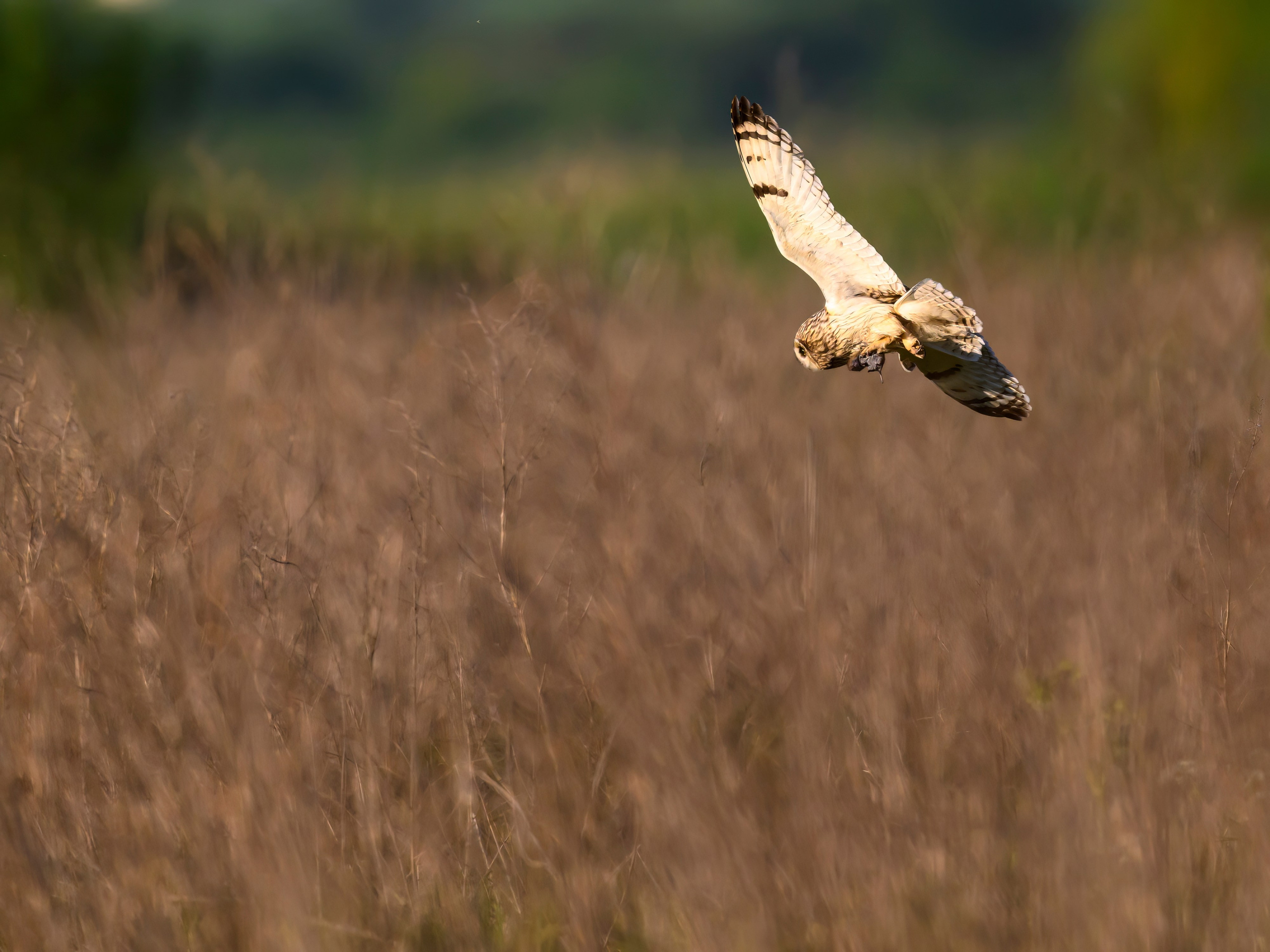 Охота сов и разбой средь бела дня!. Wildlife photography by Sergey Puponin