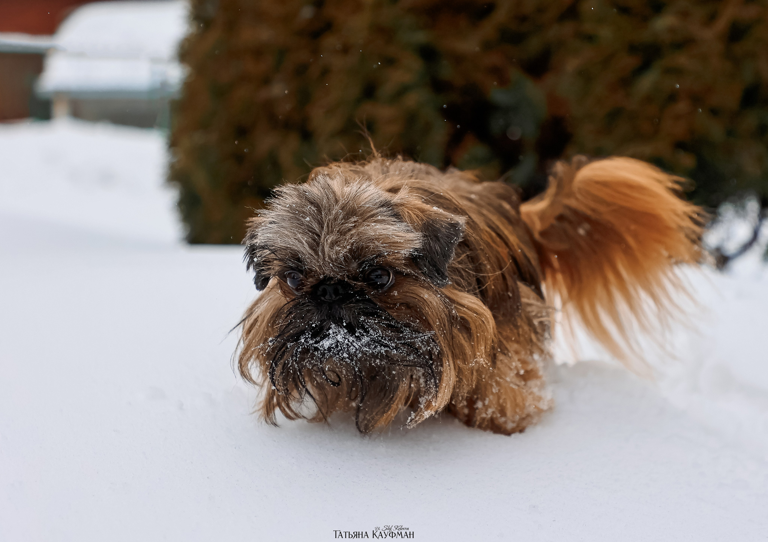 Брюссельский гриффон, фотография гриффон, красивая собака, фотограф анималист, фотокурс Анималистика, научиться фотографировать собак, фотограф Новосибирск