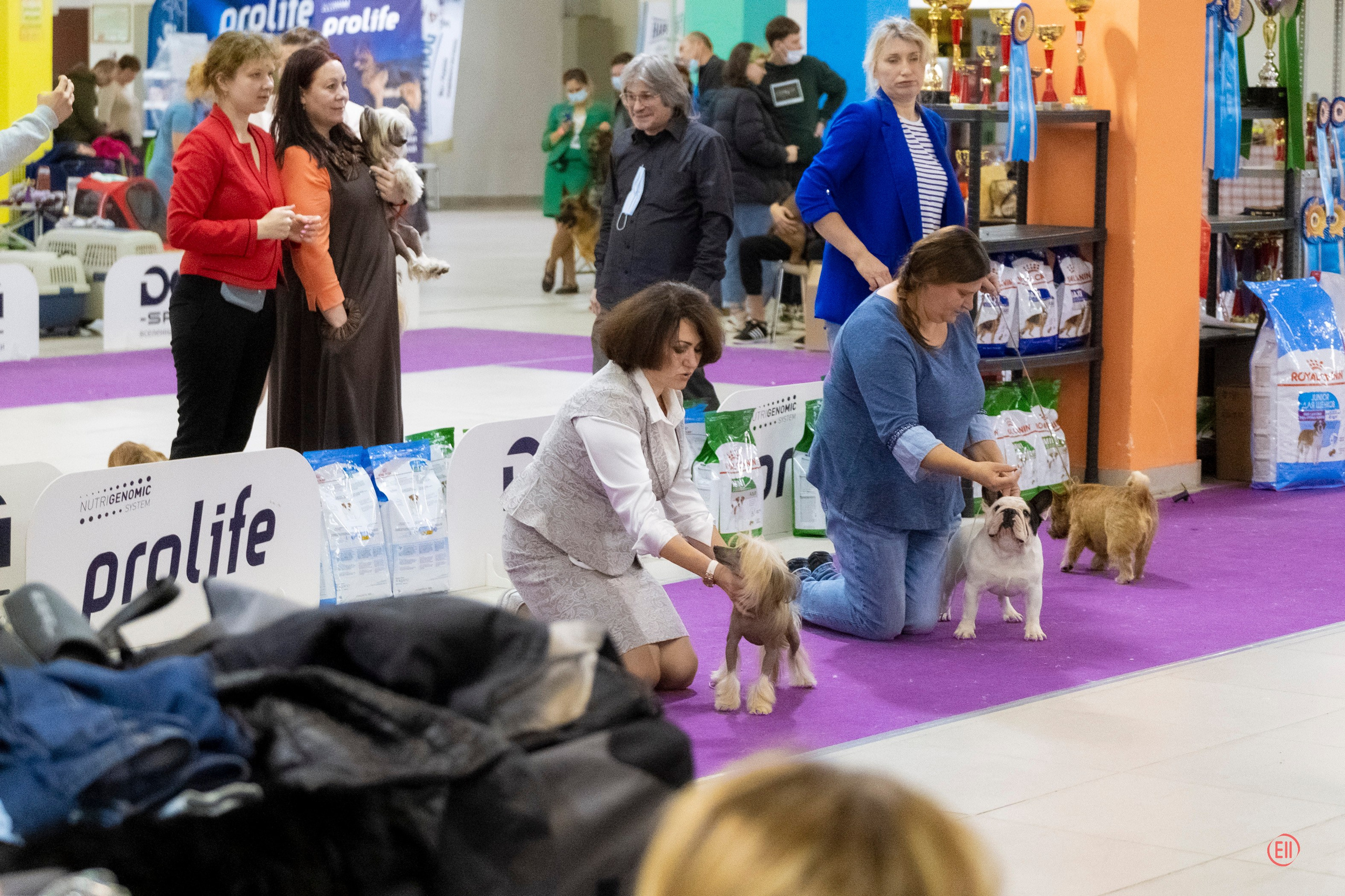 Poale Ell Cooper. Chinese Crested Dog Kennel Poale Ell