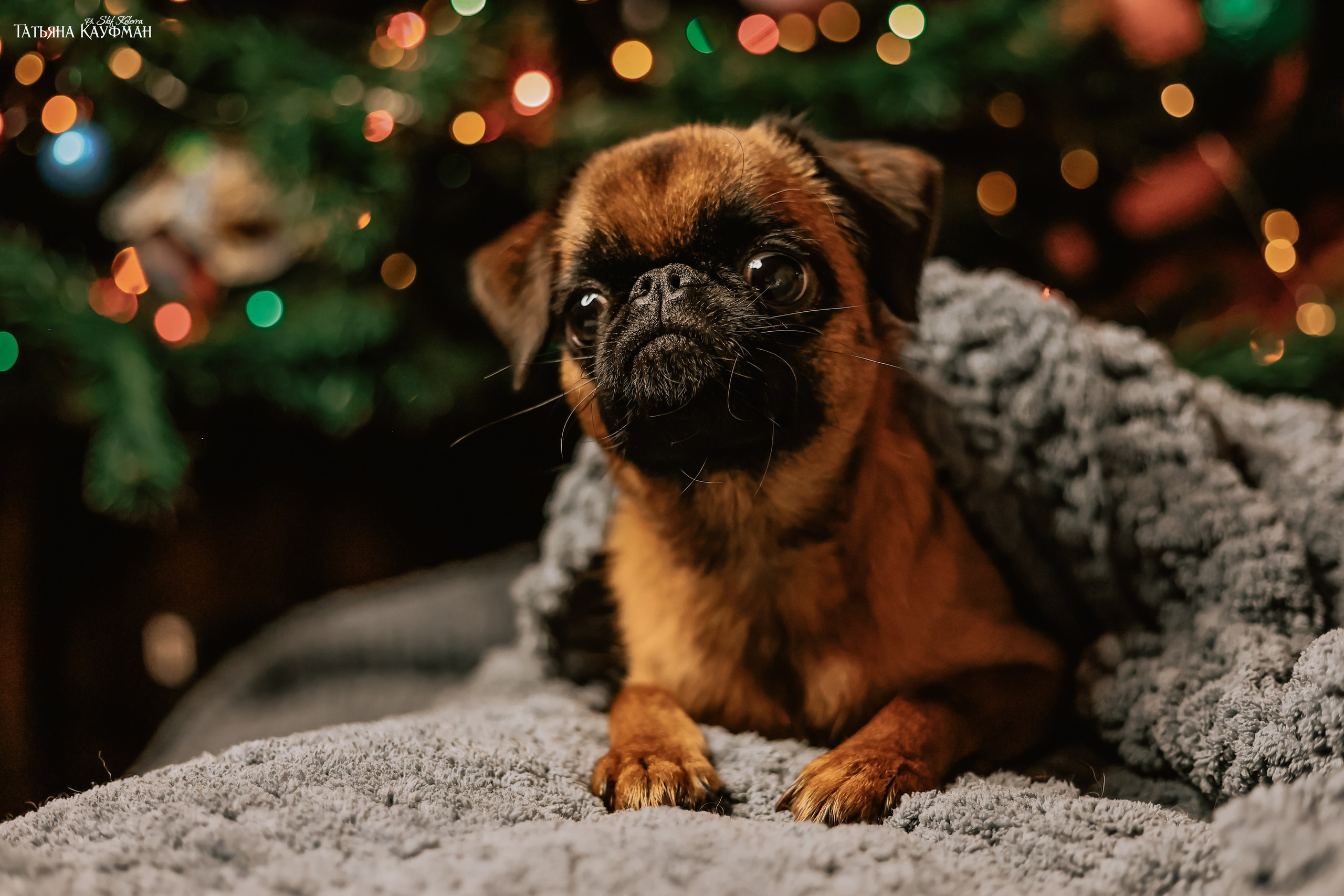 Малый брабансон, фотография брабансон, красивая собака, фотограф анималист, фотокурс Анималистика, научиться фотографировать собак, фотограф Новосибирск