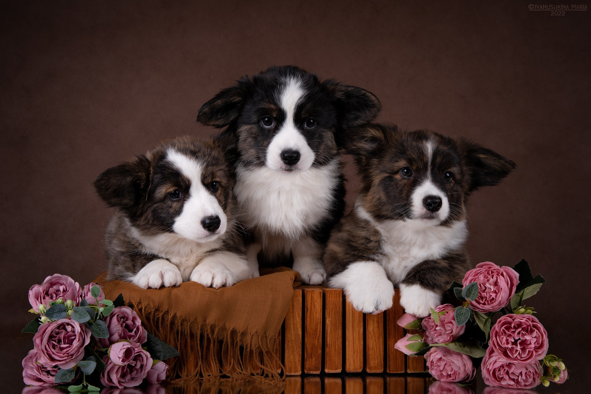 тигровые щенки вельш корги кардиган