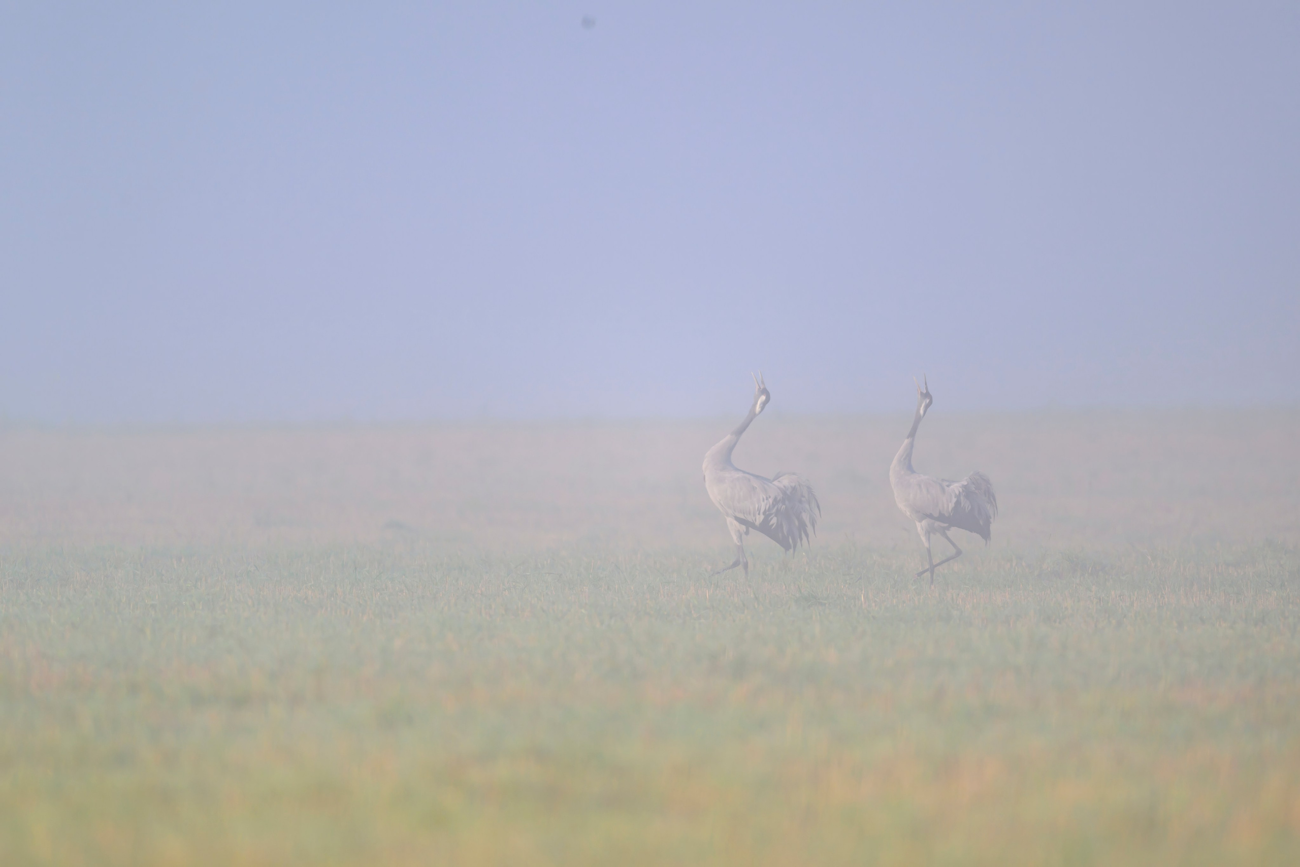Журавли II. Cranes II. Wildlife photography by Sergey Puponin