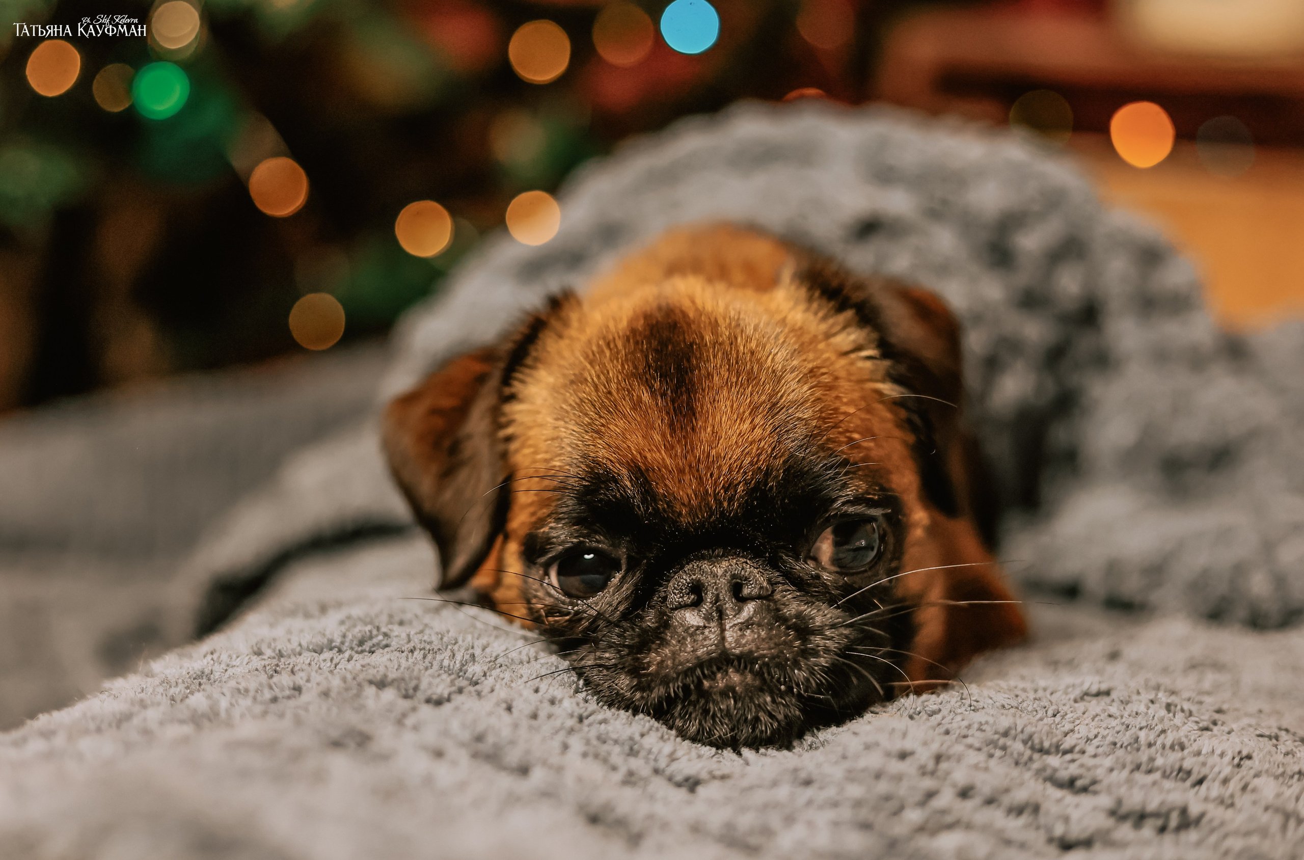 Малый брабансон, фотография брабансон, красивая собака, фотограф анималист, фотокурс Анималистика, научиться фотографировать собак, фотограф Новосибирск