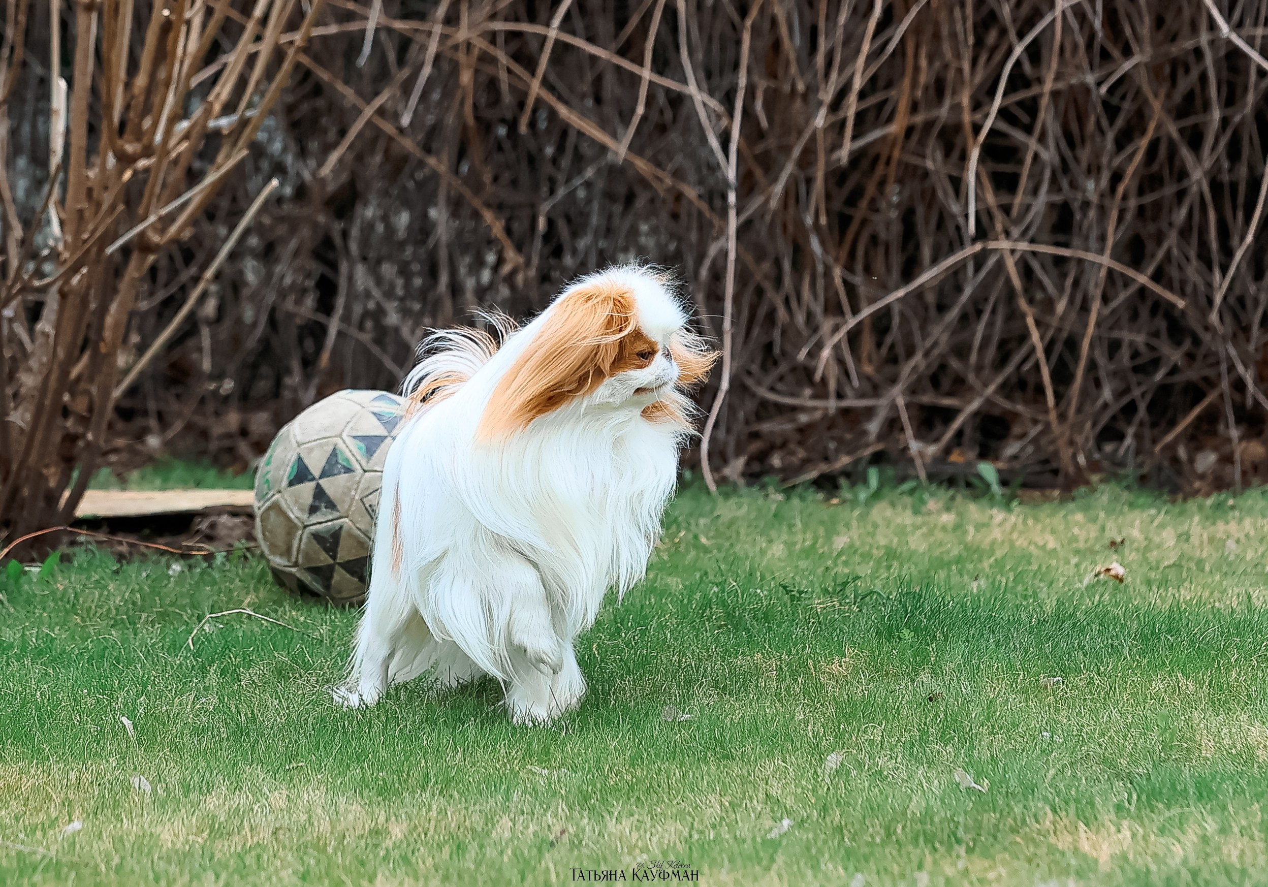 Японский хин, фотография японский хин, собака в цветах, красивая собака, фотограф анималист, фотокурс Анималистика, научиться фотографировать собак, фотограф Новосибирск