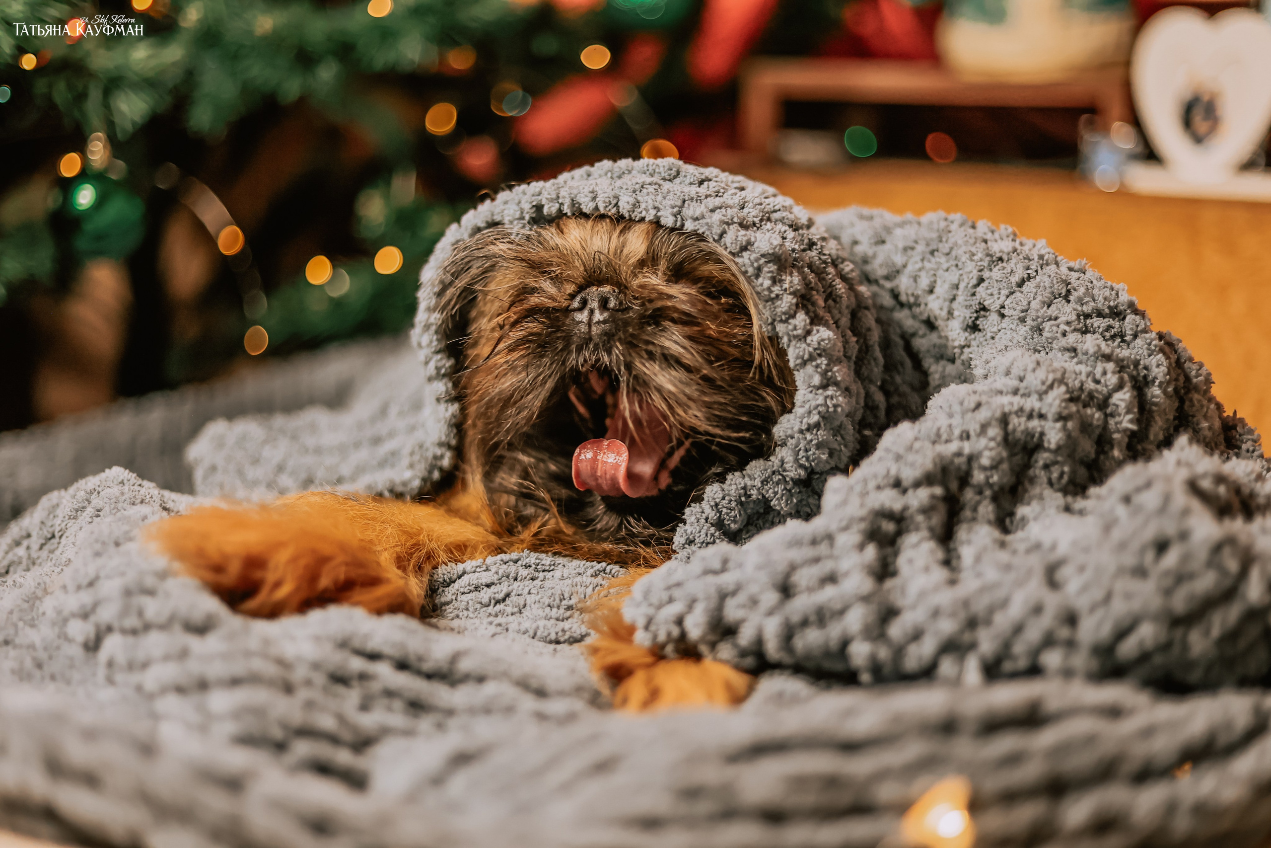 Брюссельский гриффон, фотография гриффон, красивая собака, фотограф анималист, фотокурс Анималистика, научиться фотографировать собак, фотограф Новосибирск
