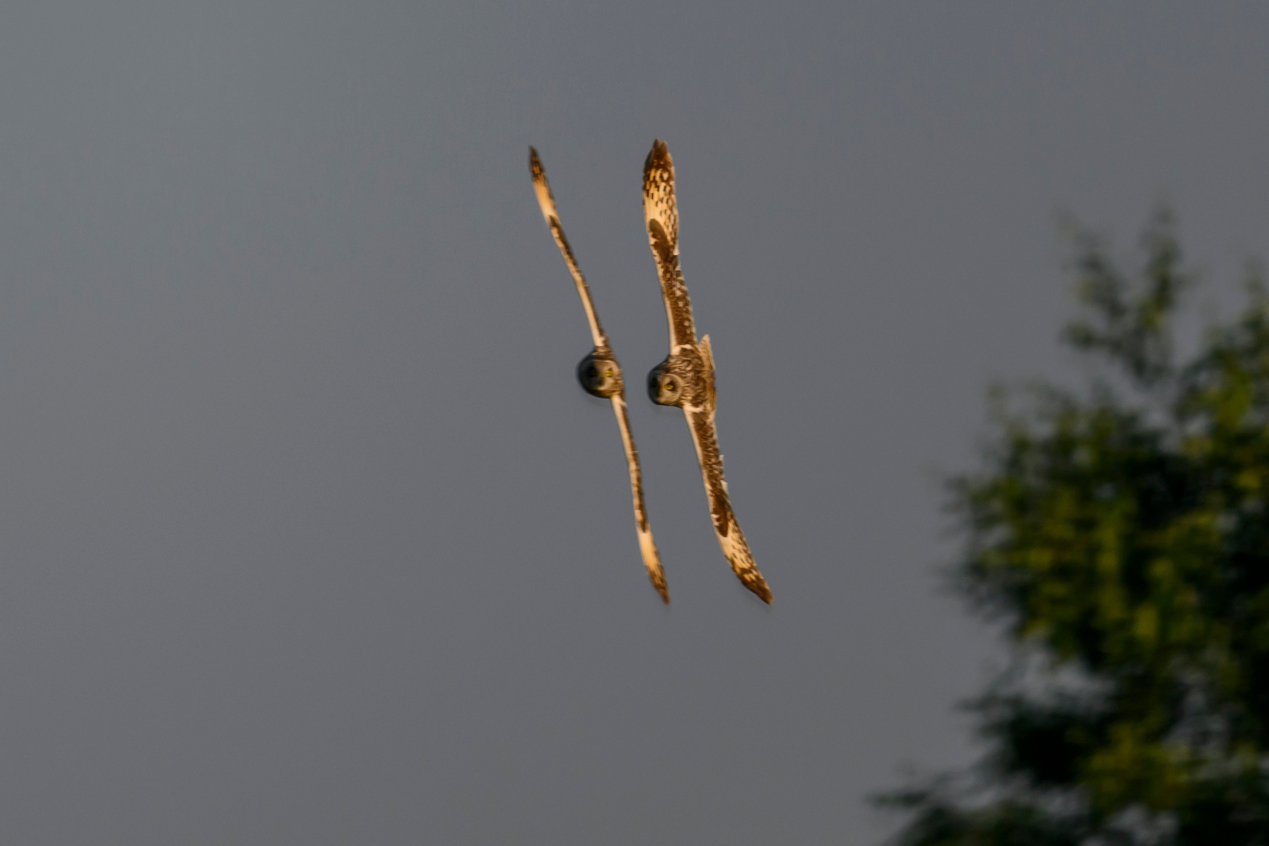 Битва сов и кормление совят. The Owl Battle and Feeding the Nestlings. Фотограф Сергей Пупонин
