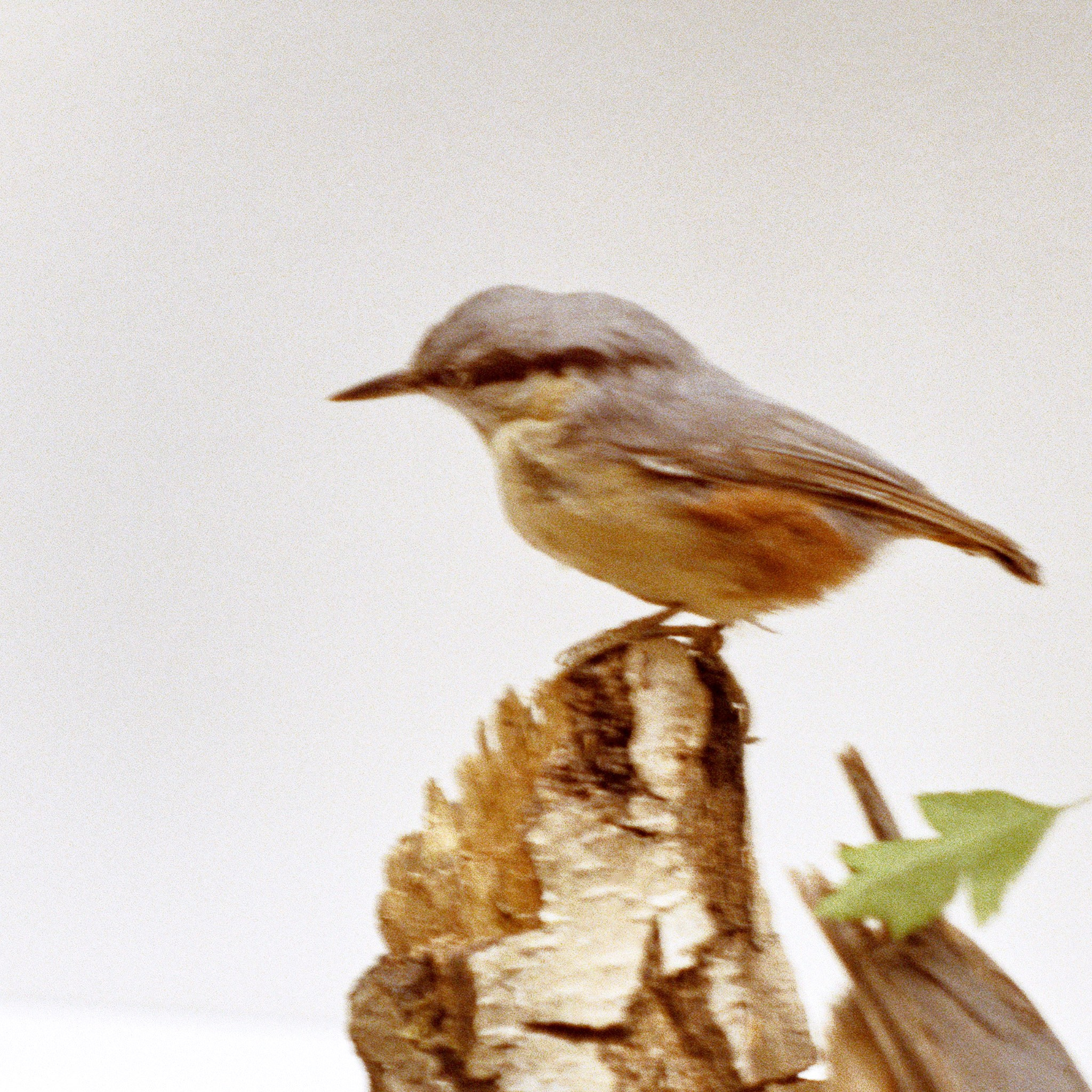 Пьюти-фьют. Игорь Скабелин