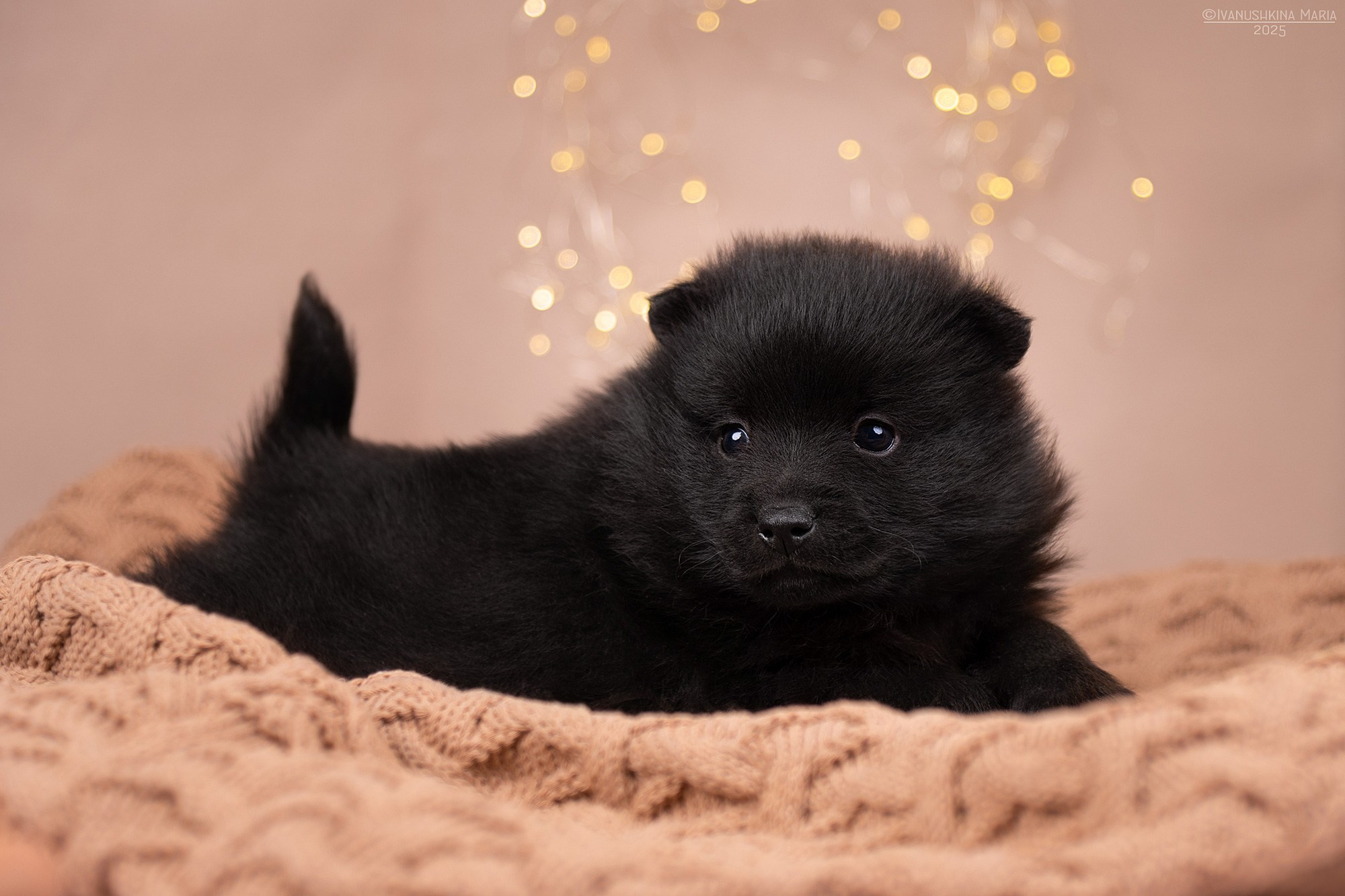 Фотосессия щенков на фонах. Фотограф собак в Москве и Московской области Иванушкина Мария