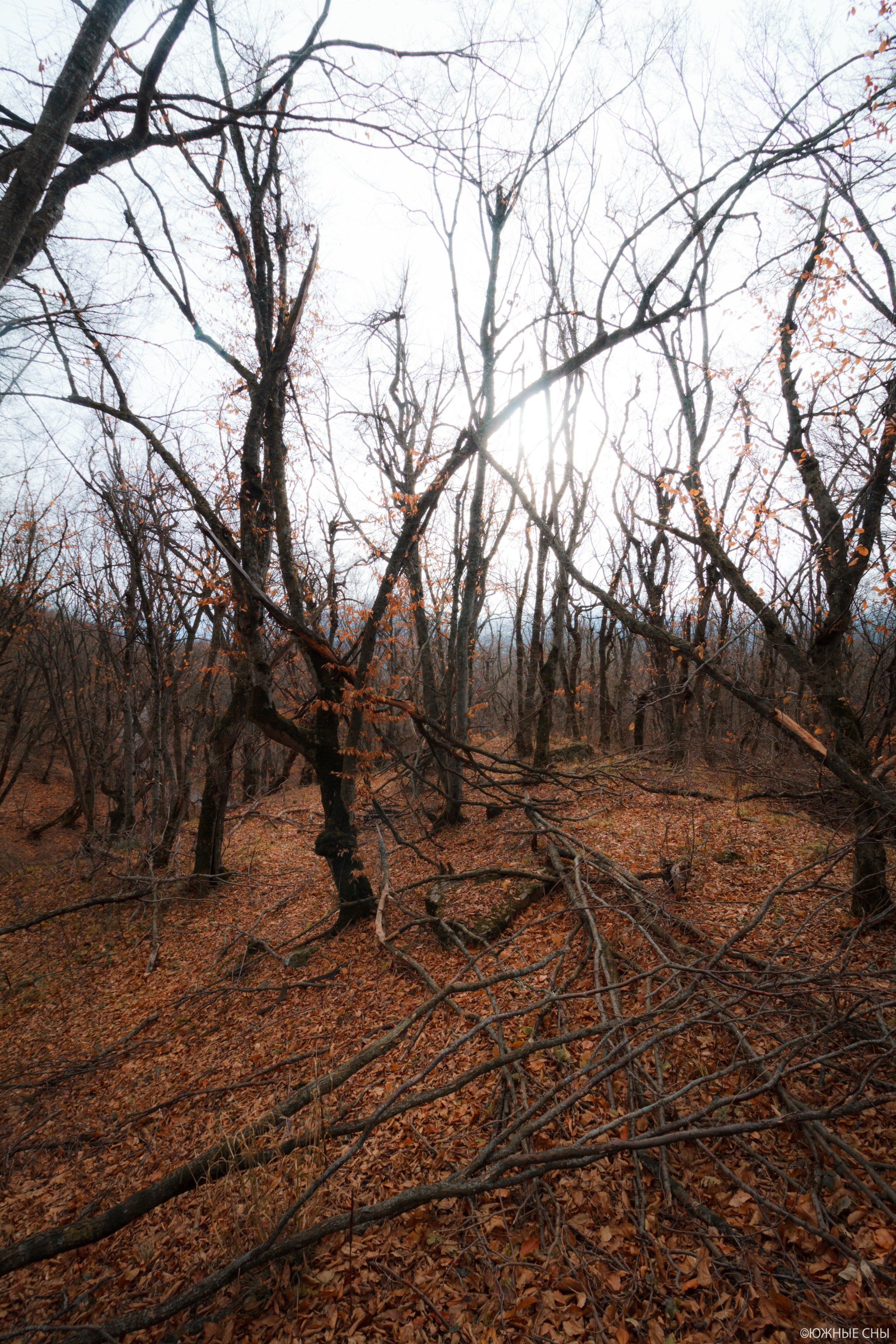 Лес у подножия горы Бештау. Пейзажный и архитектурный фотограф юга России