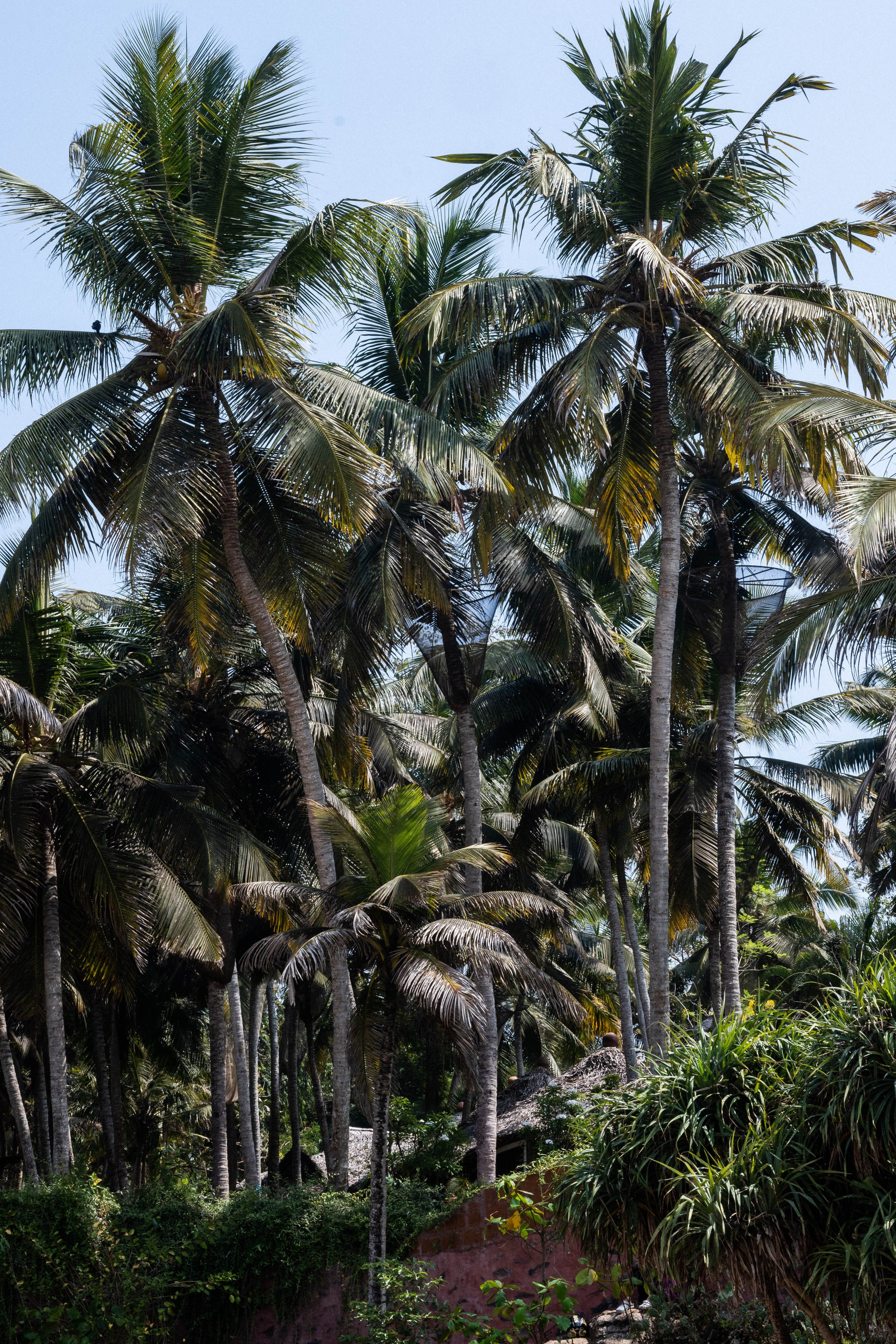 ИНДИЯ. Фотограф Анастасия Броварник в Санкт-Петербурге