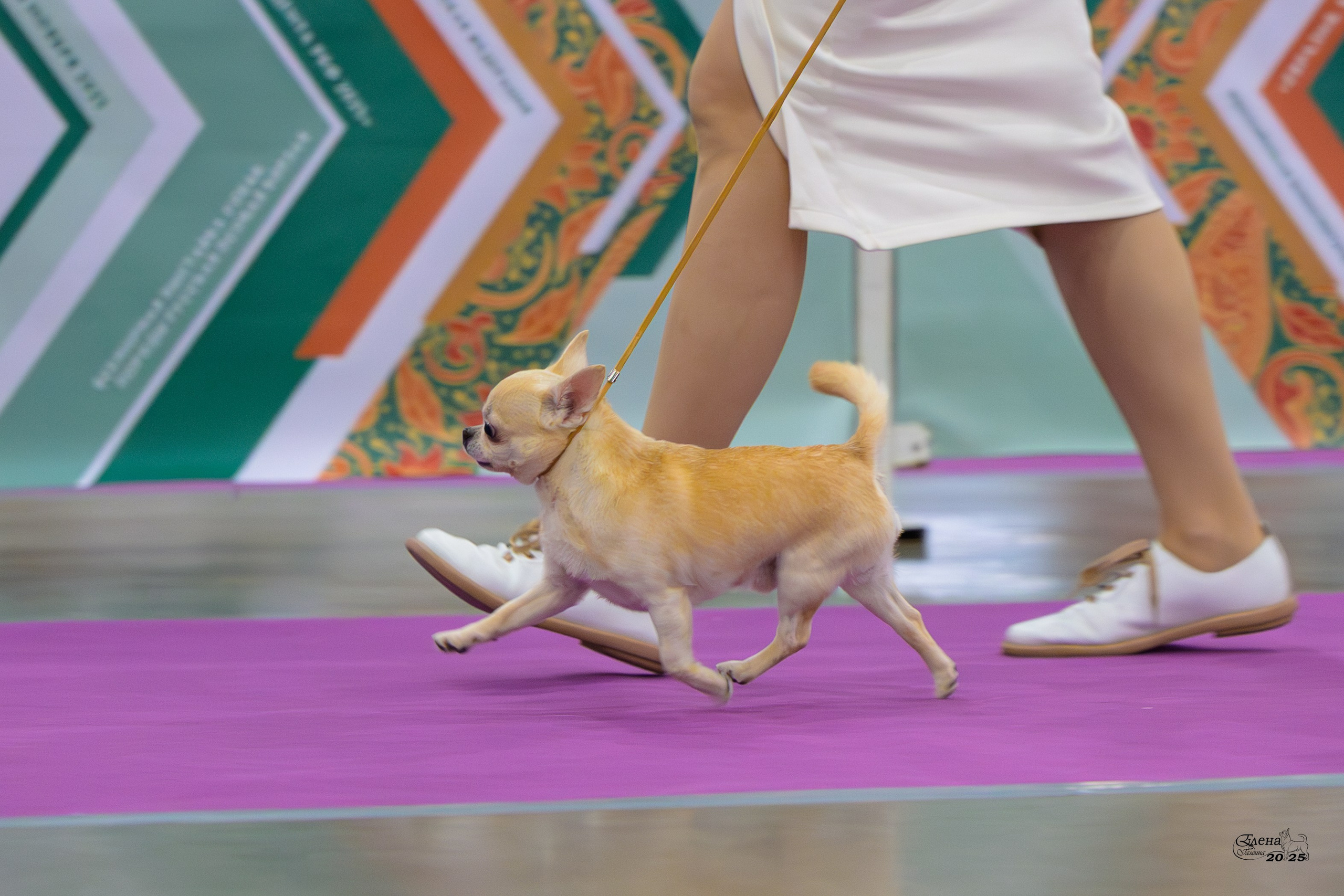 15-16.11.2025 ЕВРАЗИЯ г. Москва. Фотограф анималист Елена Галдина г. Красноярск