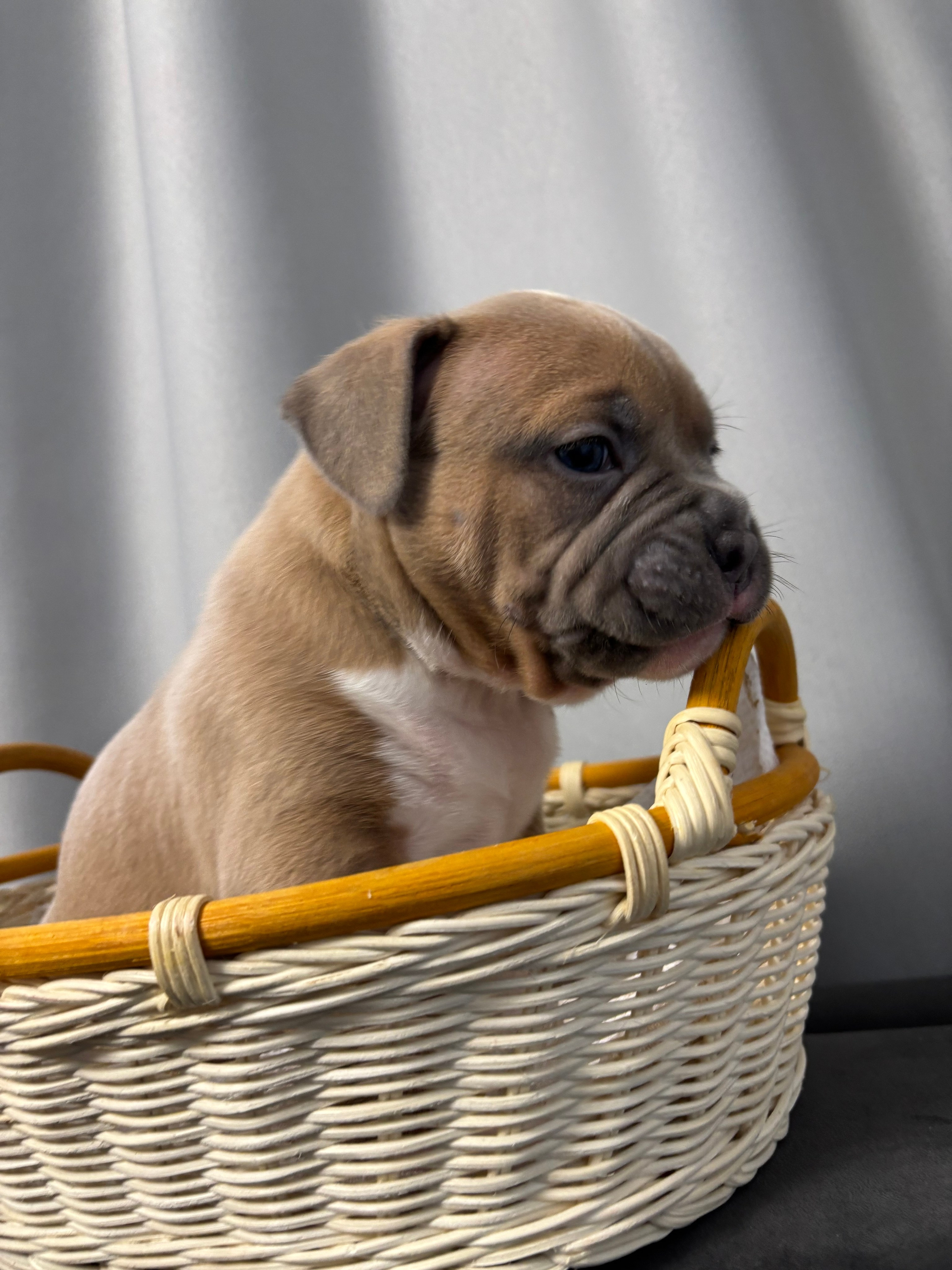 Помет Рич и Дося 04.02.25. Американский Булли в г. Ростов-на-Дону. Питомник THE POWER OF SIBERIA