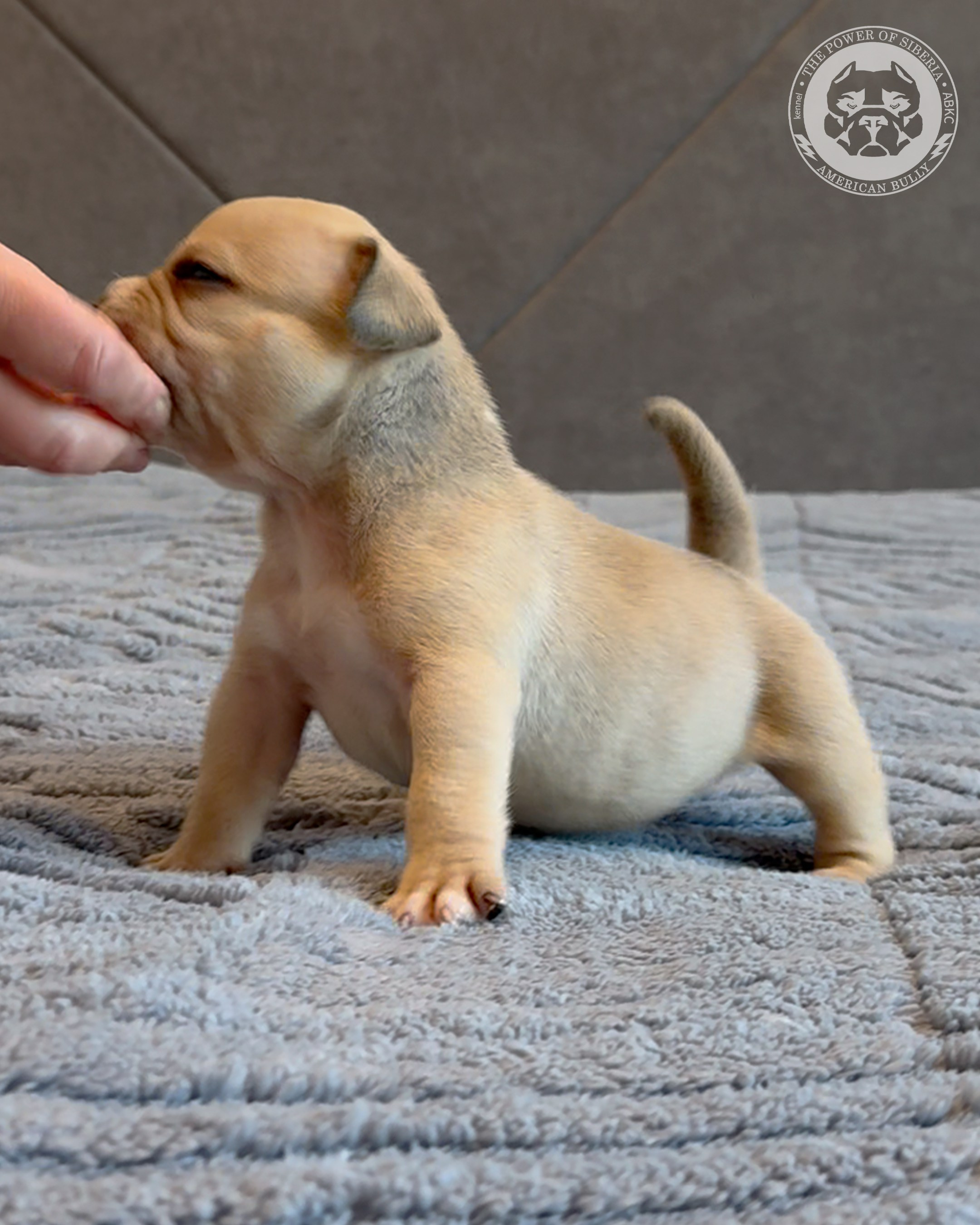 15.03.26-Баффи-Зевс. Американский Булли в г. Ростов-на-Дону. Питомник THE POWER OF SIBERIA