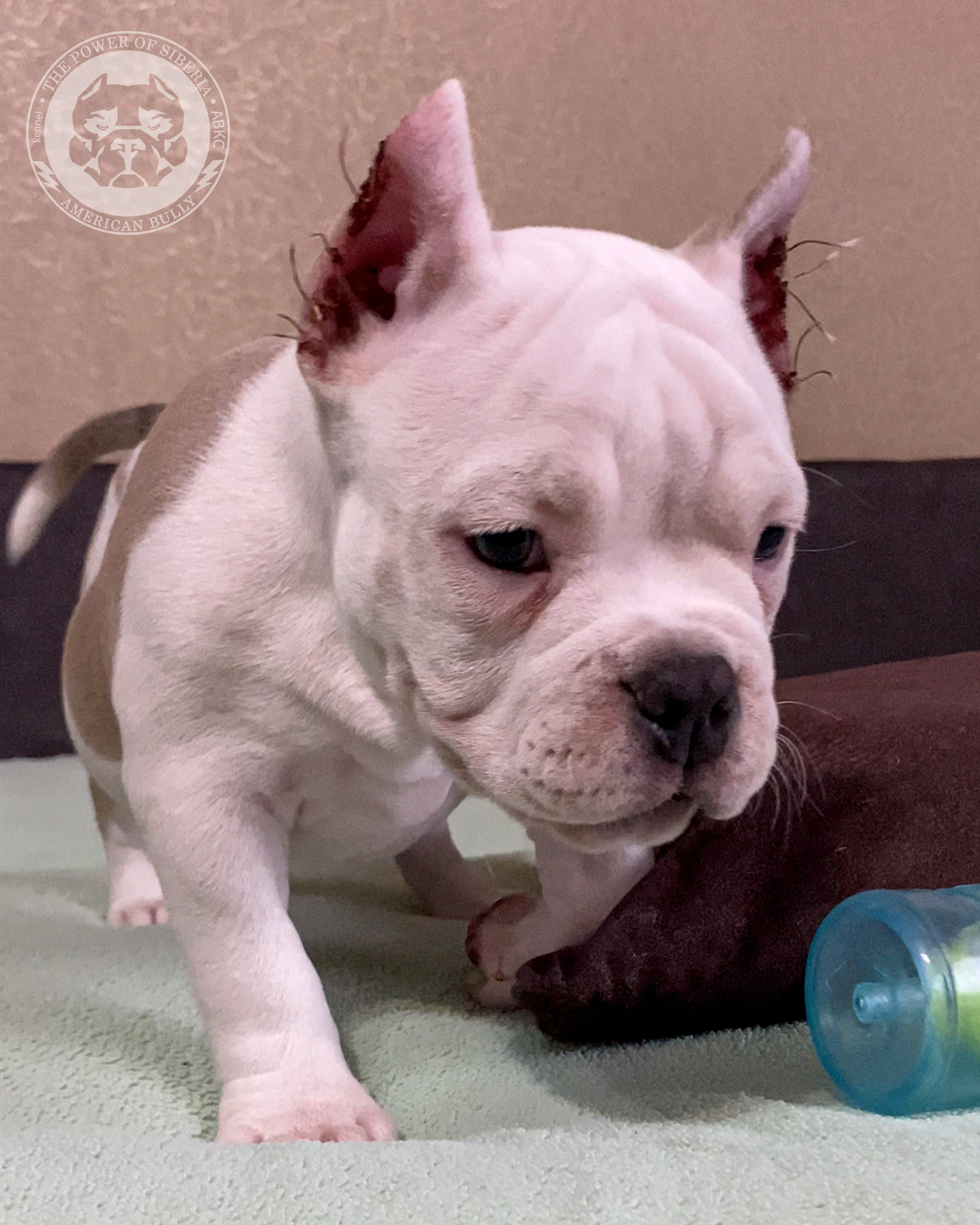 Помет Турук и Мия 13.12.25. Американский Булли в г. Ростов-на-Дону. Питомник THE POWER OF SIBERIA