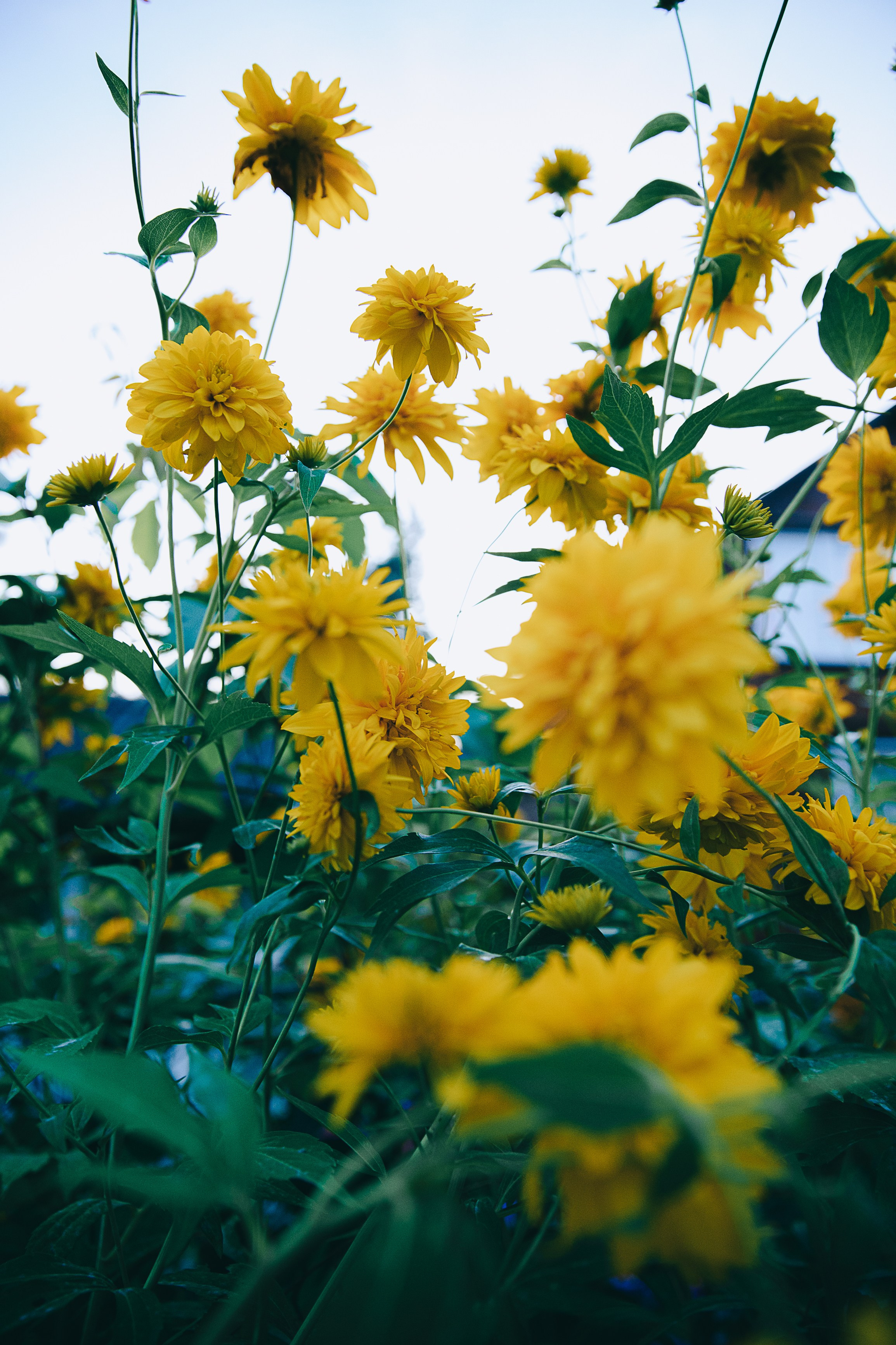 На Даче. Семейный и детский фотограф. Москва. Пронина Тома