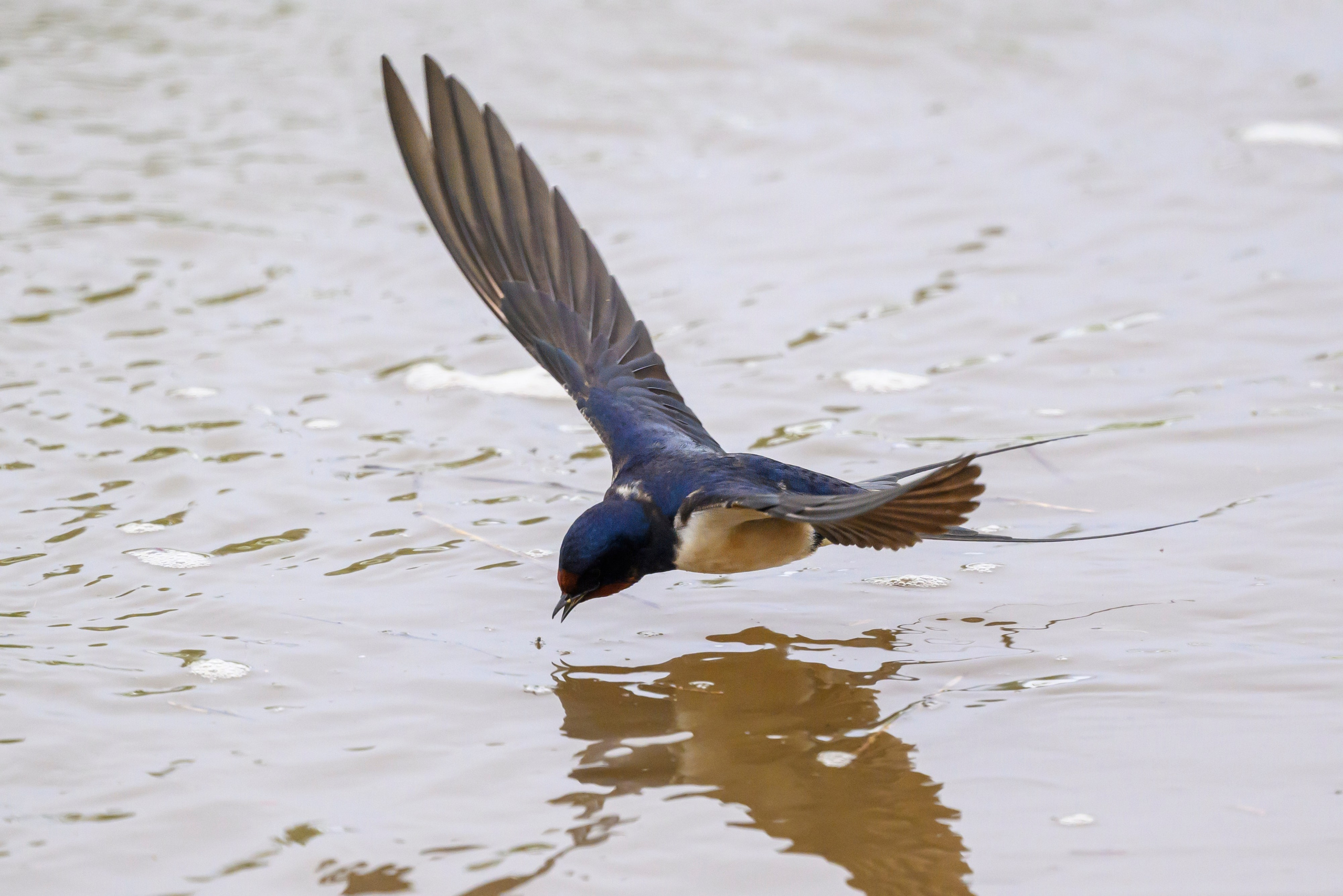 Снегопад. Wildlife photography by Sergey Puponin