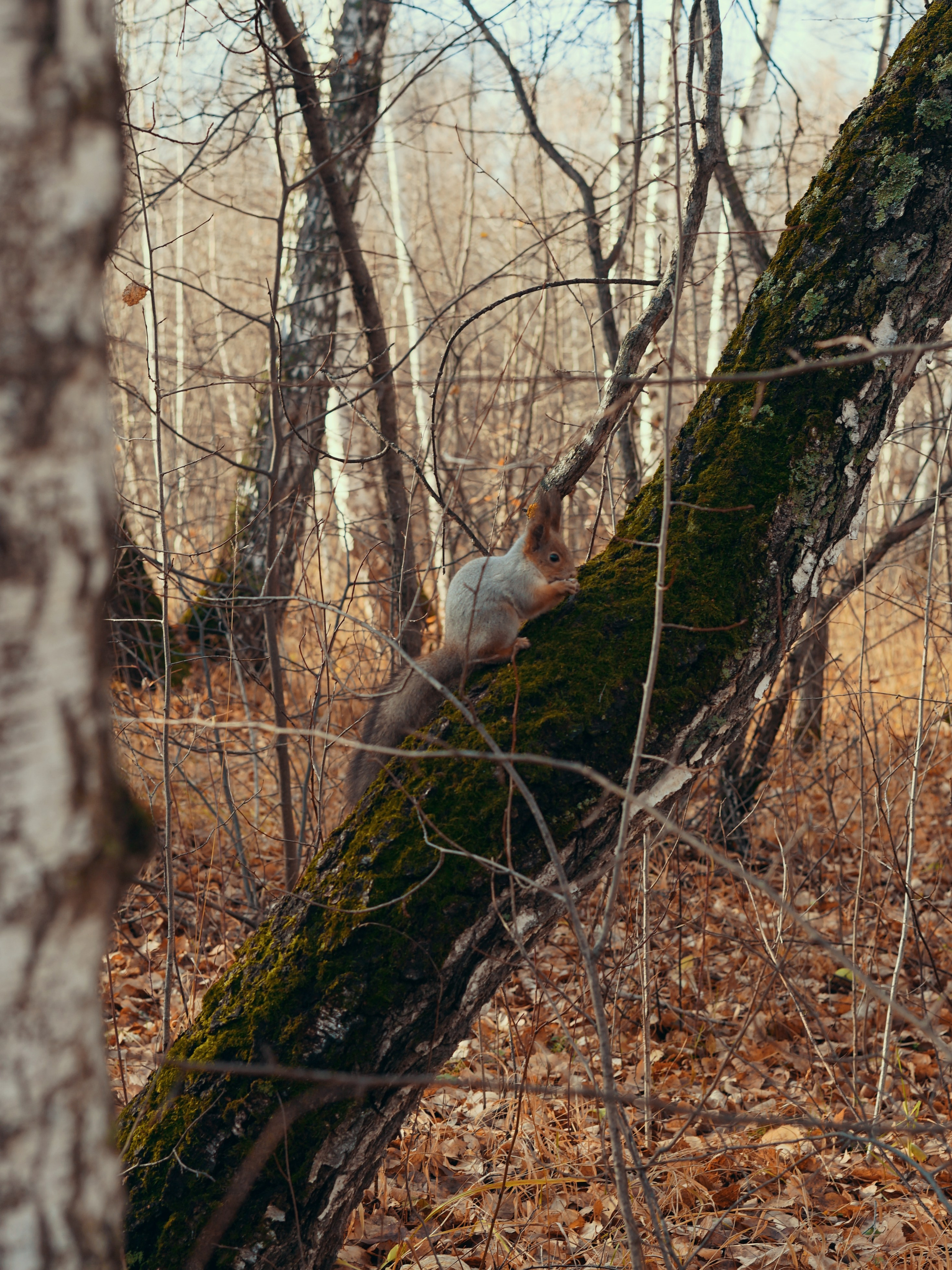 Фотосессия для белок в Экопарке