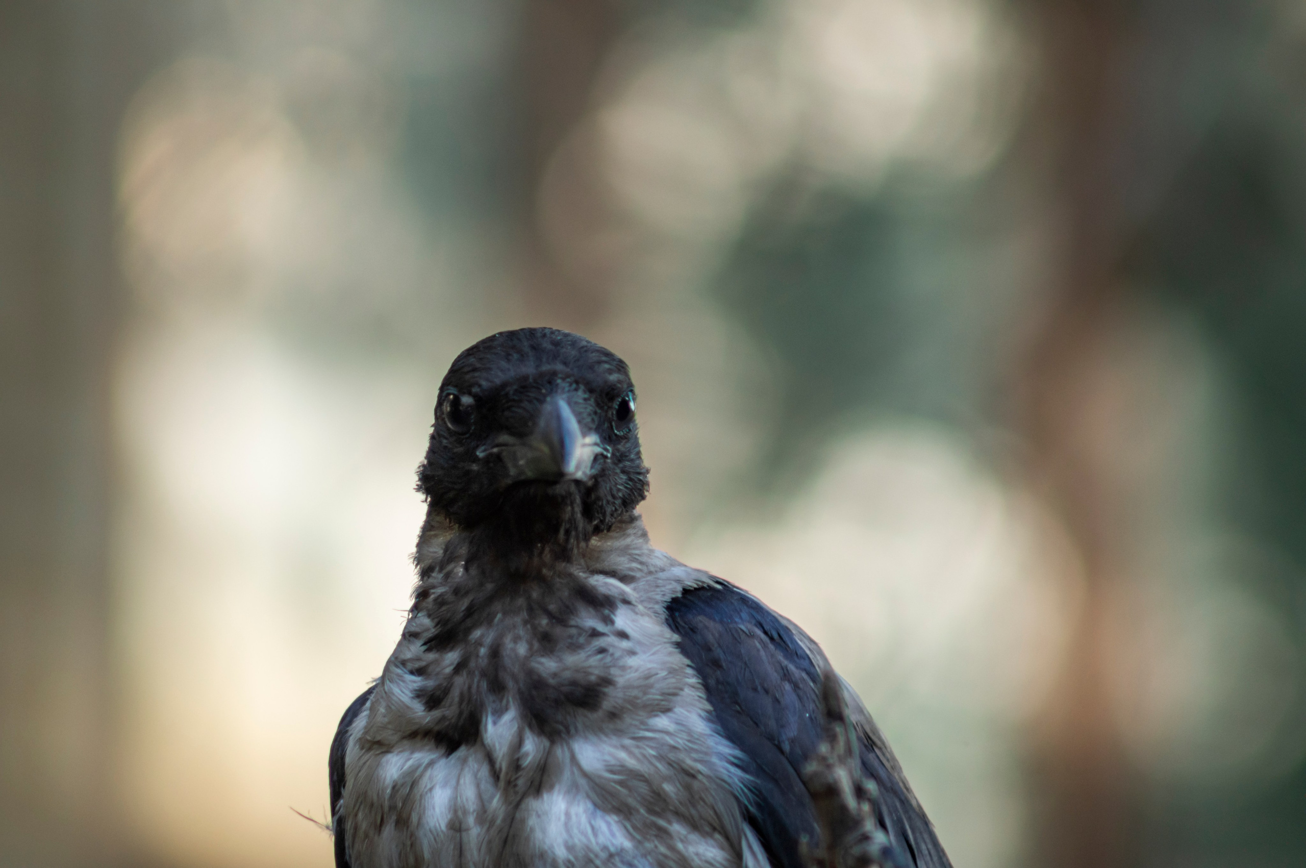 Ворона. Донеал Скнарь — концертный фотограф