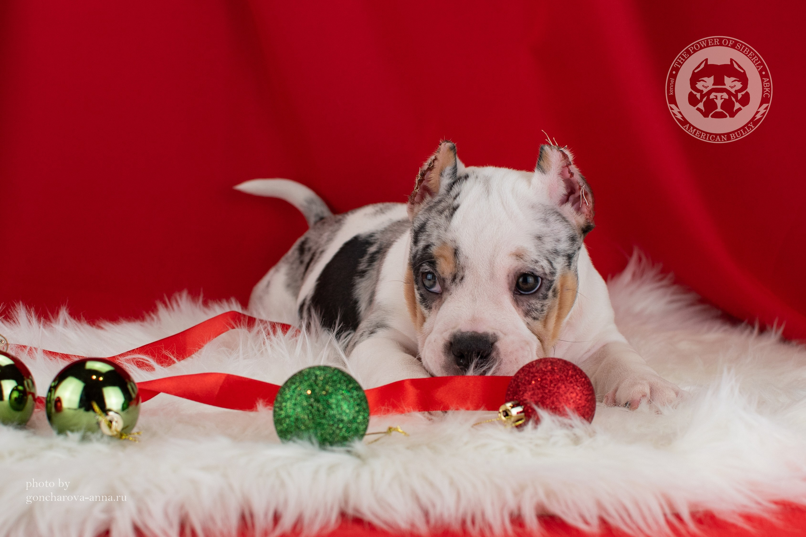 продажа щенков Американских булли в Екатеринбурге