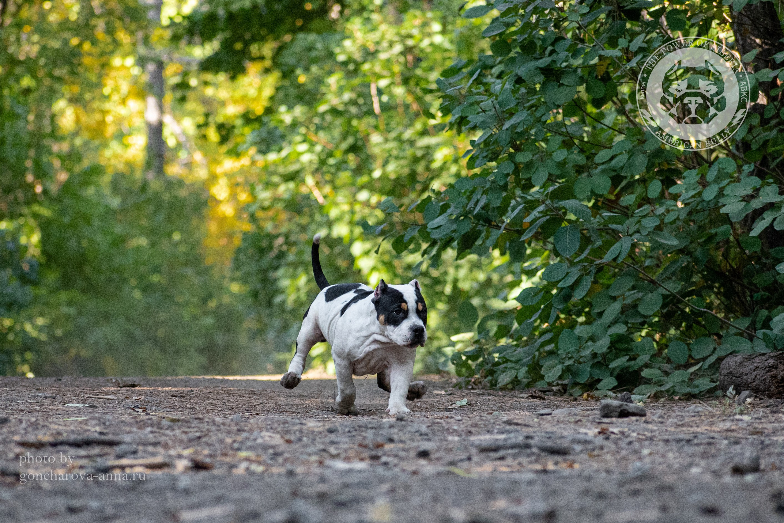 официальный питомник Американских Булли в Крыму
