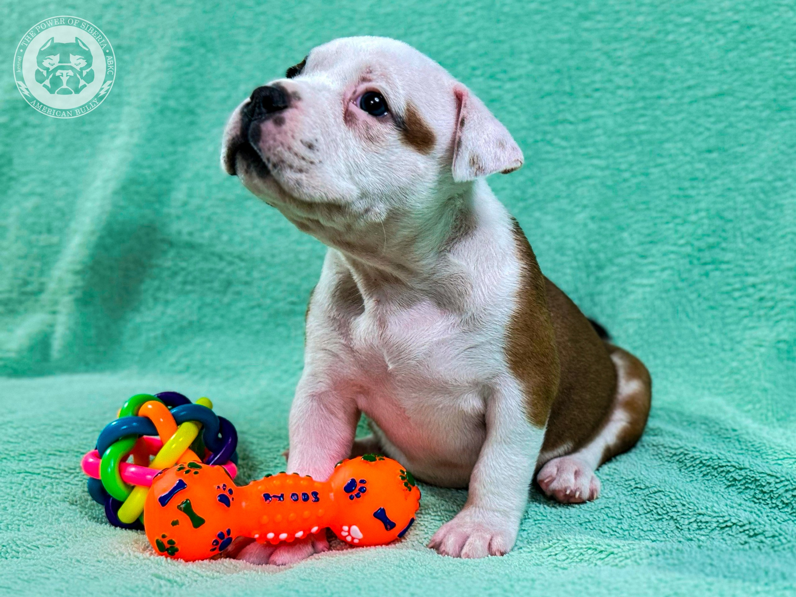 Все свободные щенки. Американский Булли в г. Ростов-на-Дону. Питомник THE POWER OF SIBERIA