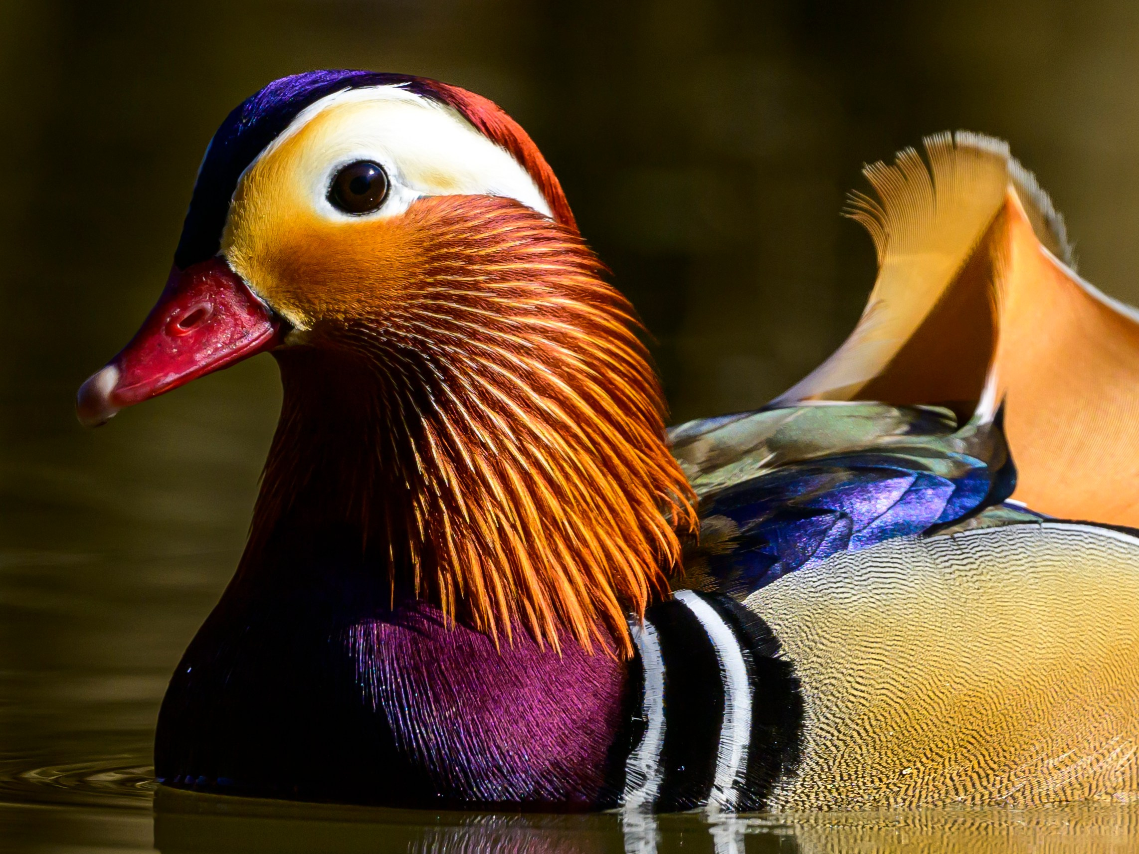 Мандаринки. Wildlife photography by Sergey Puponin