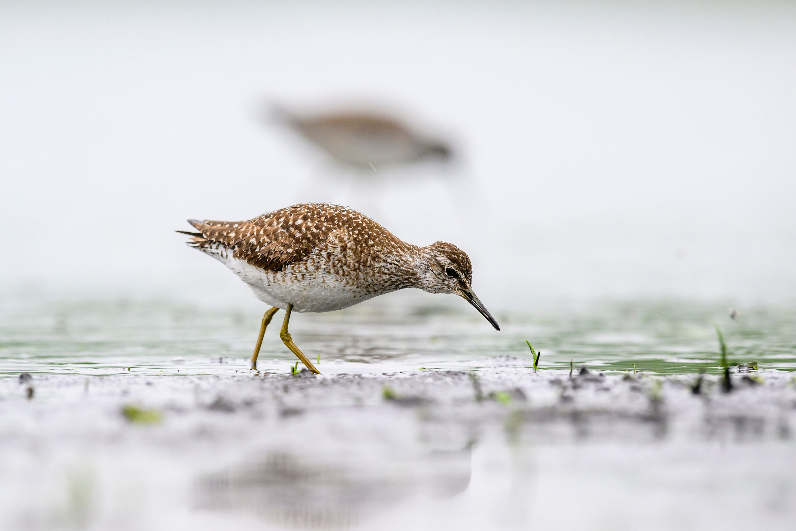 Поручейники и большой веретенник. Wildlife photography by Sergey Puponin