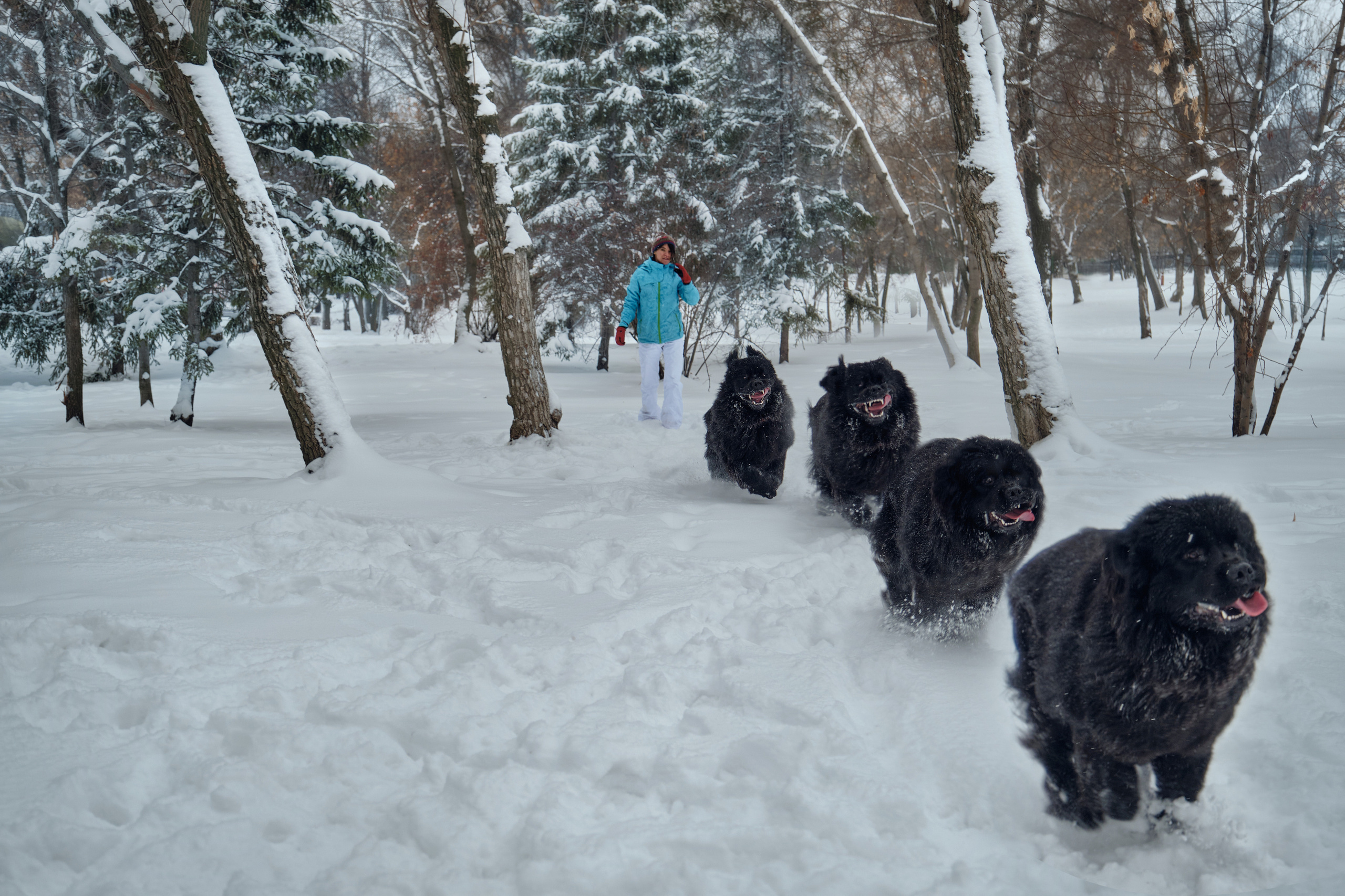 Фотосессия с собакой на улице